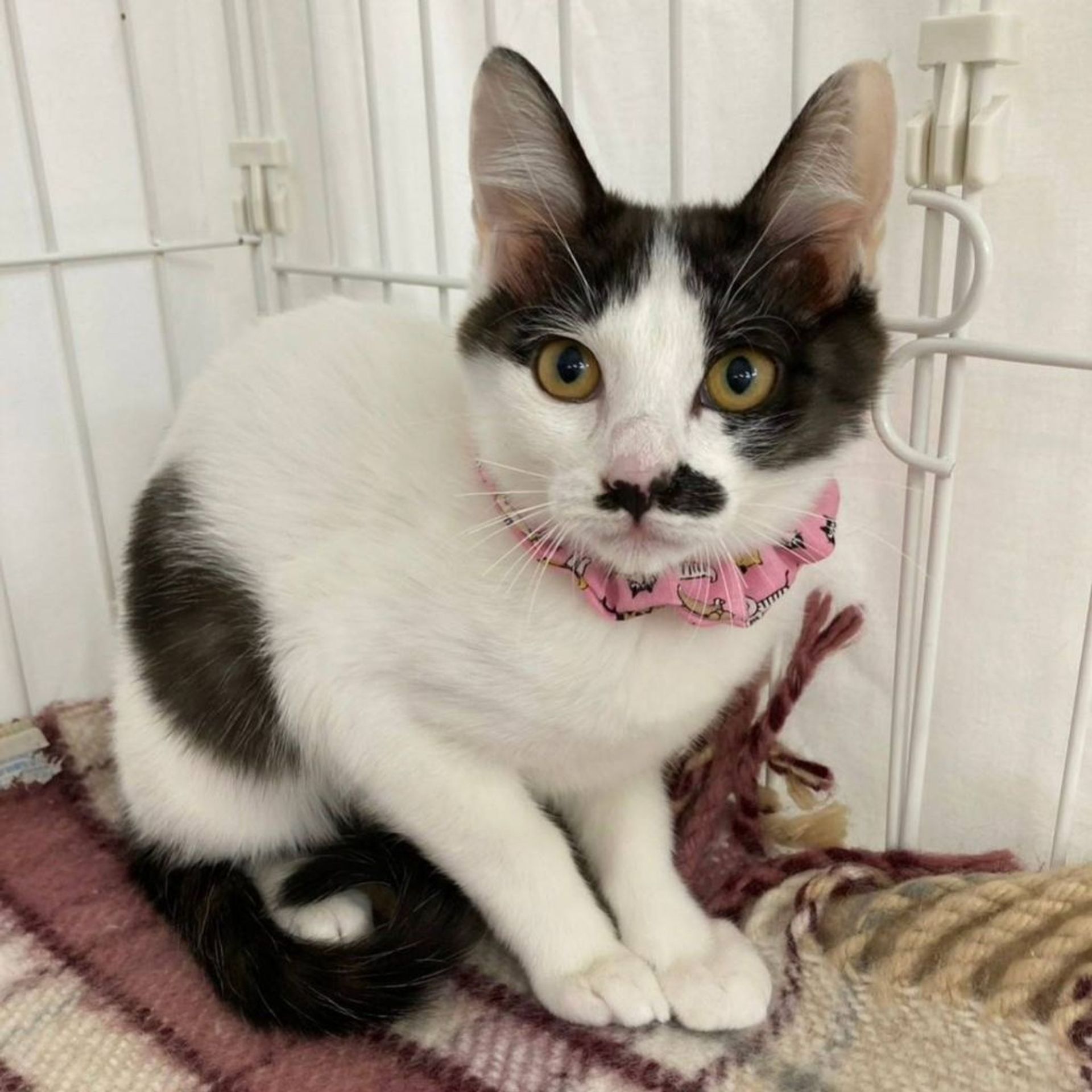 雑種（ミックス猫）・メスの里親募集の写真