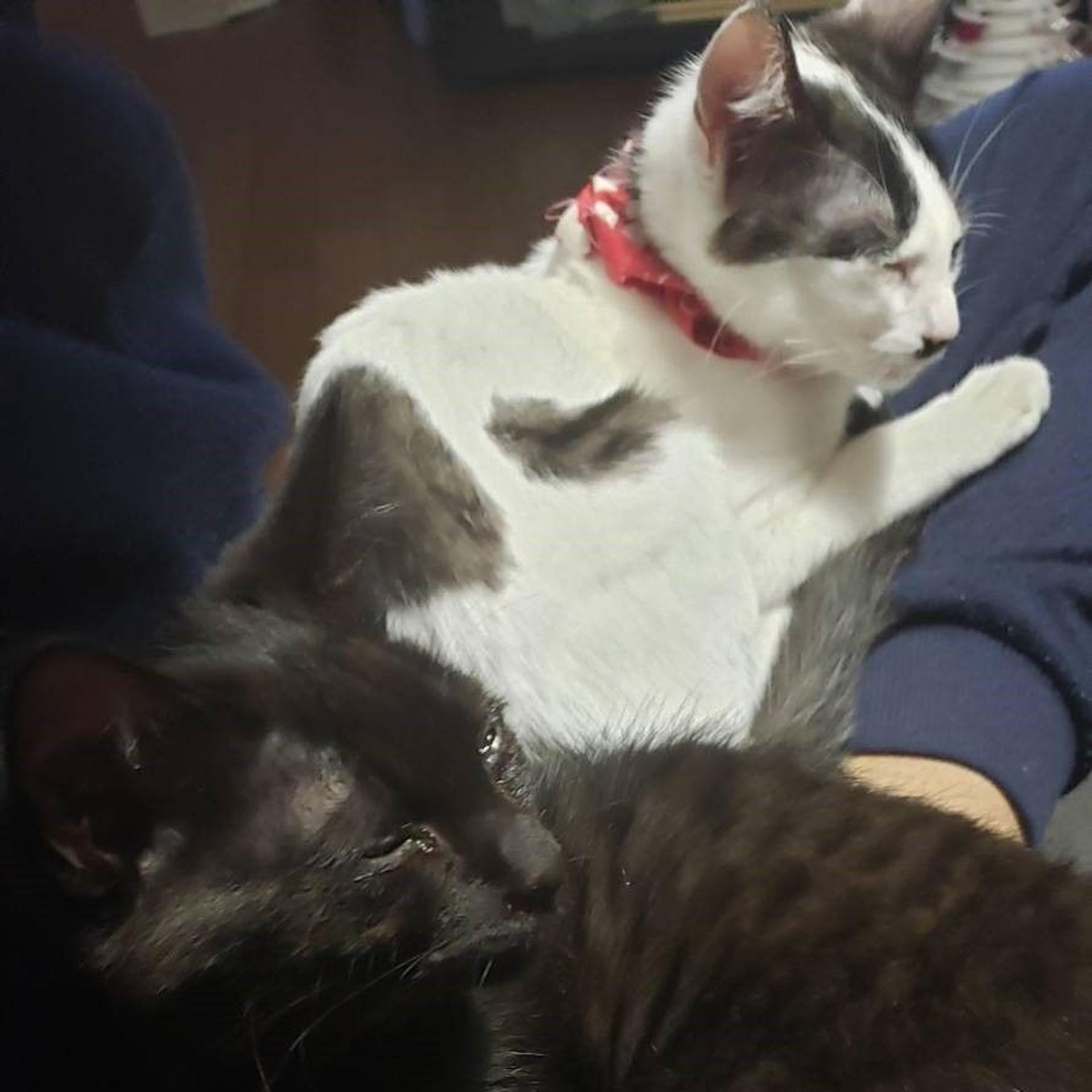 pet-image-3