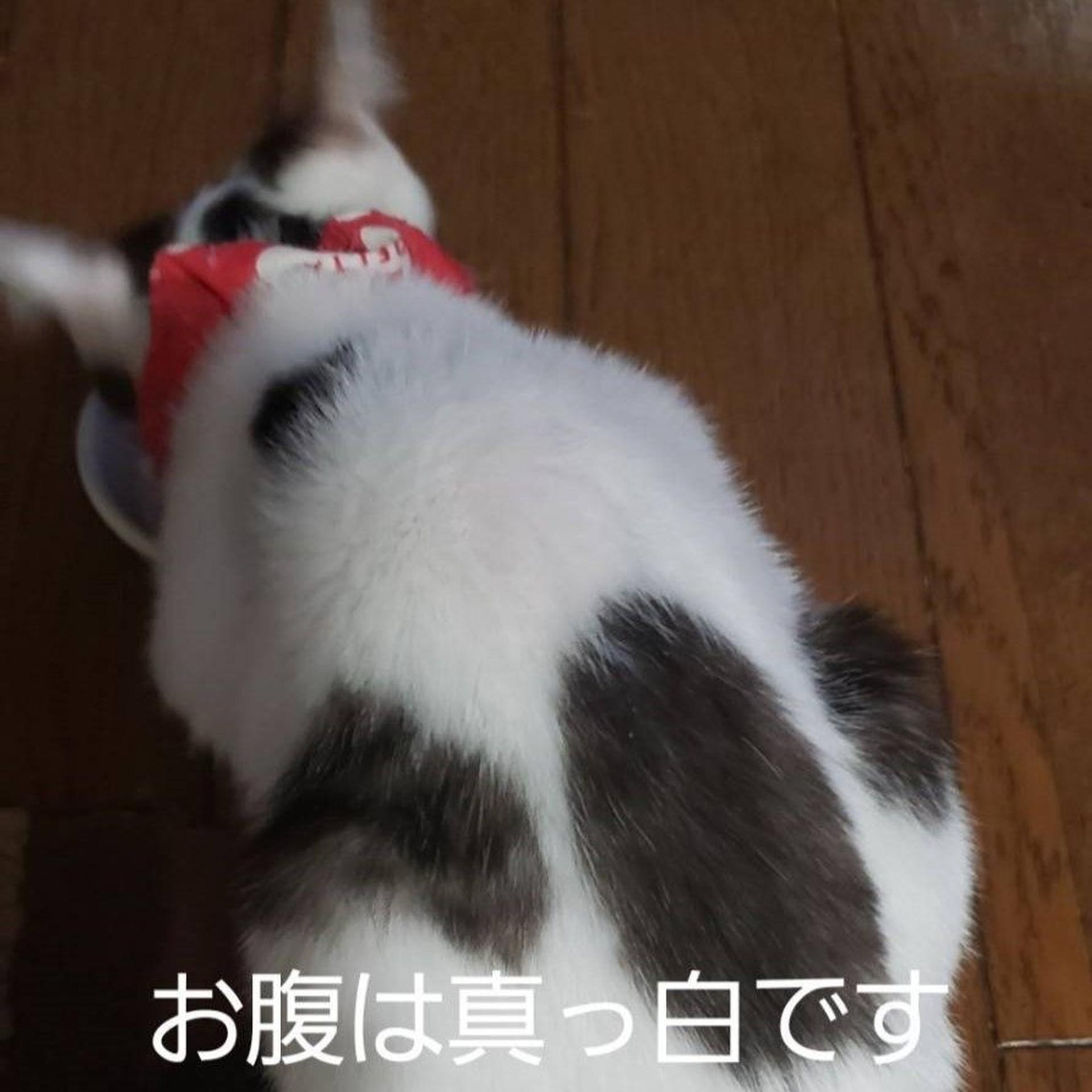 pet-image-4