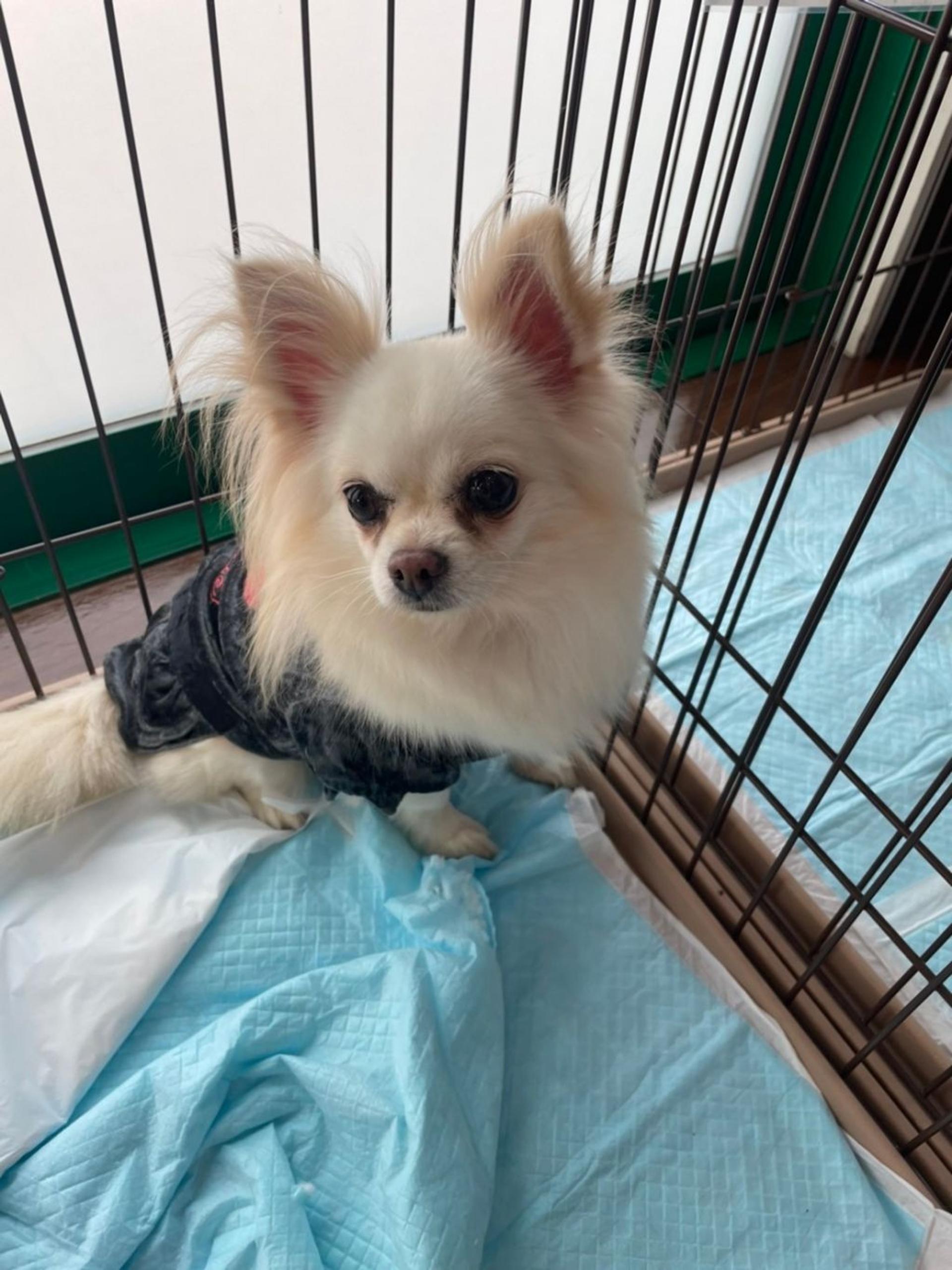 pet-image-4
