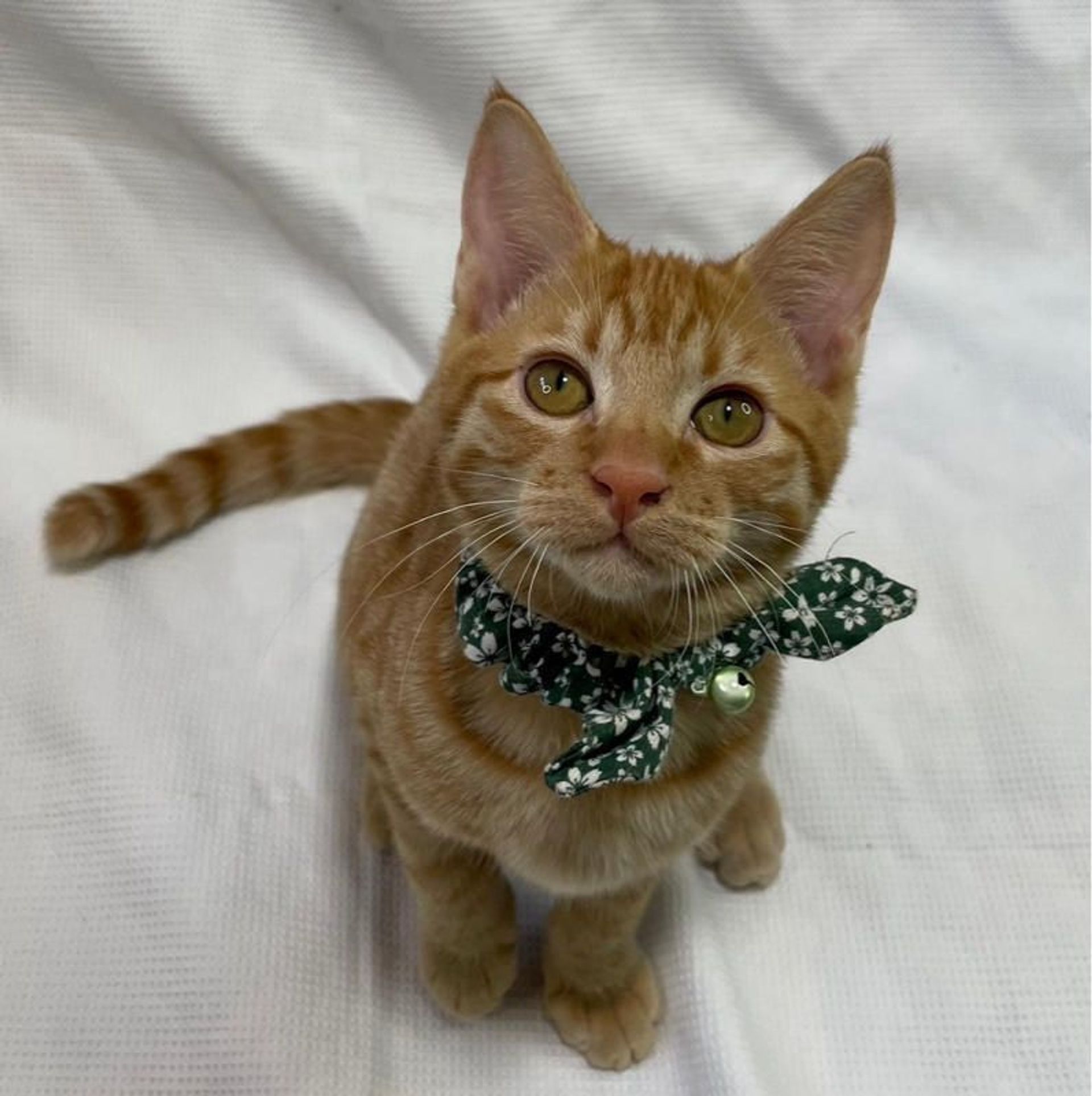 雑種（ミックス猫）・オスの里親募集の写真