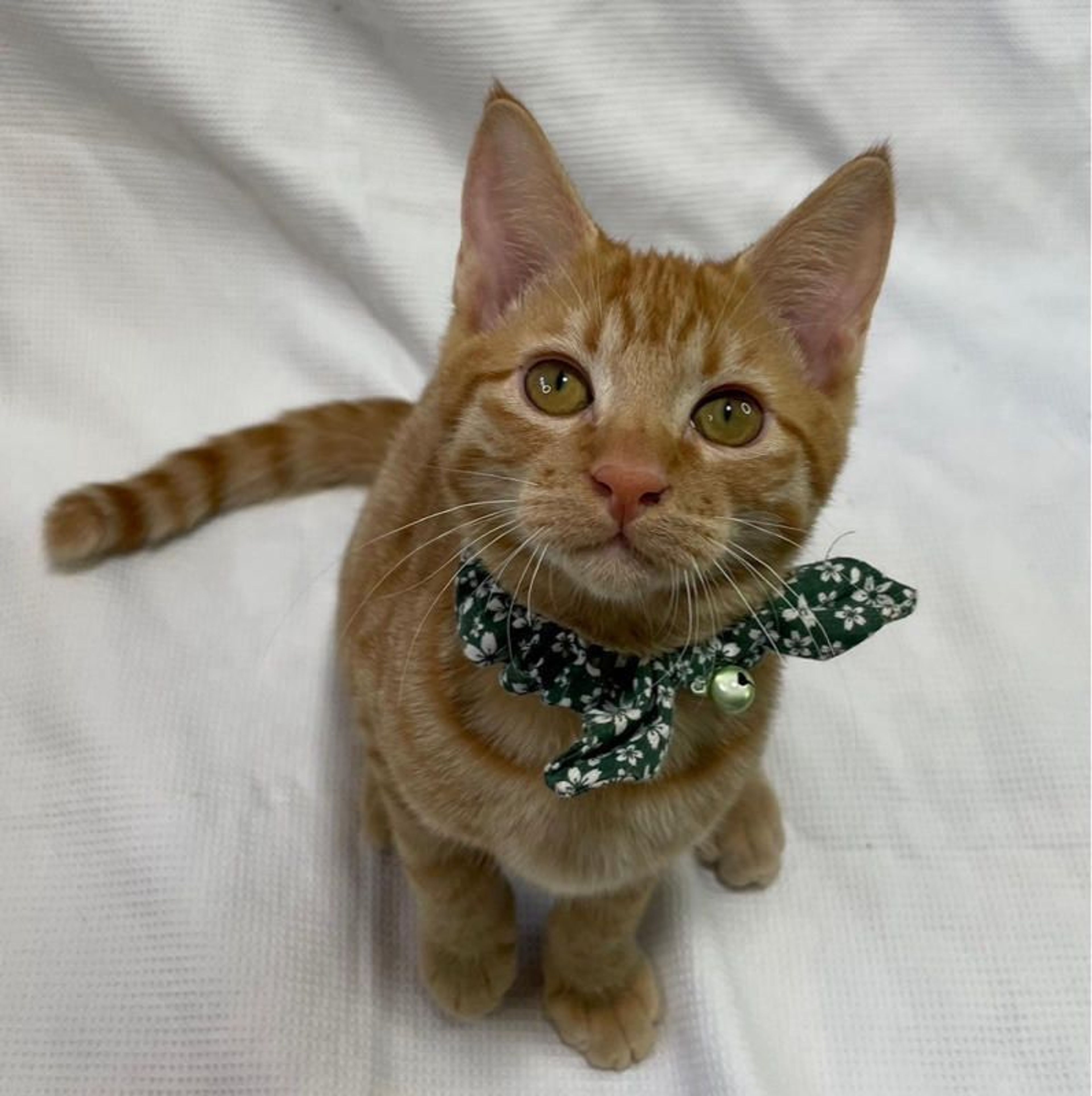 雑種（ミックス猫）・オスの里親募集の写真