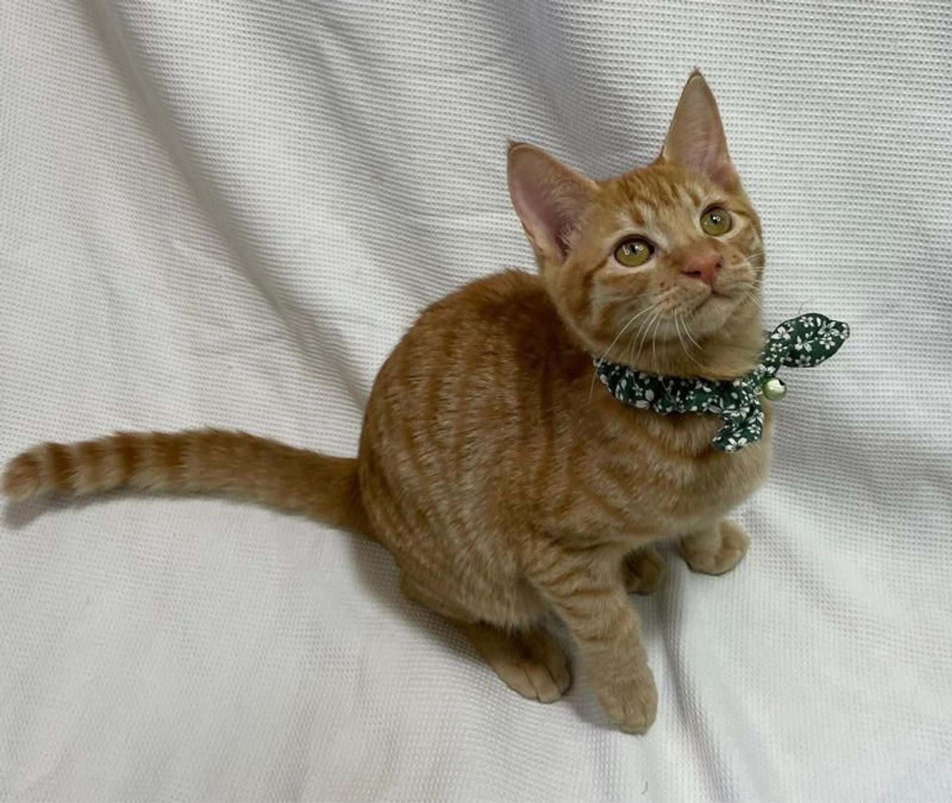 pet-image-3