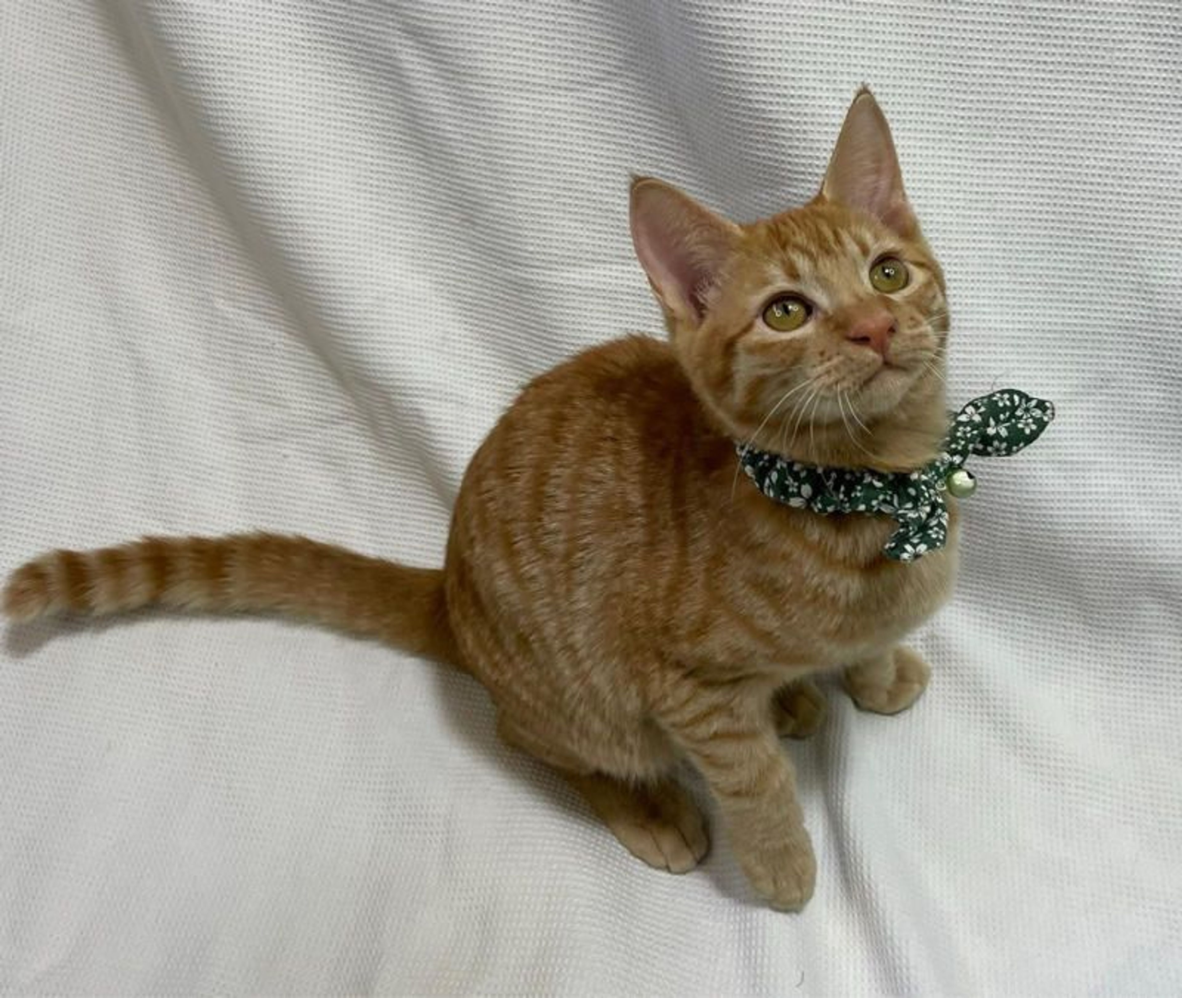 pet-image-3