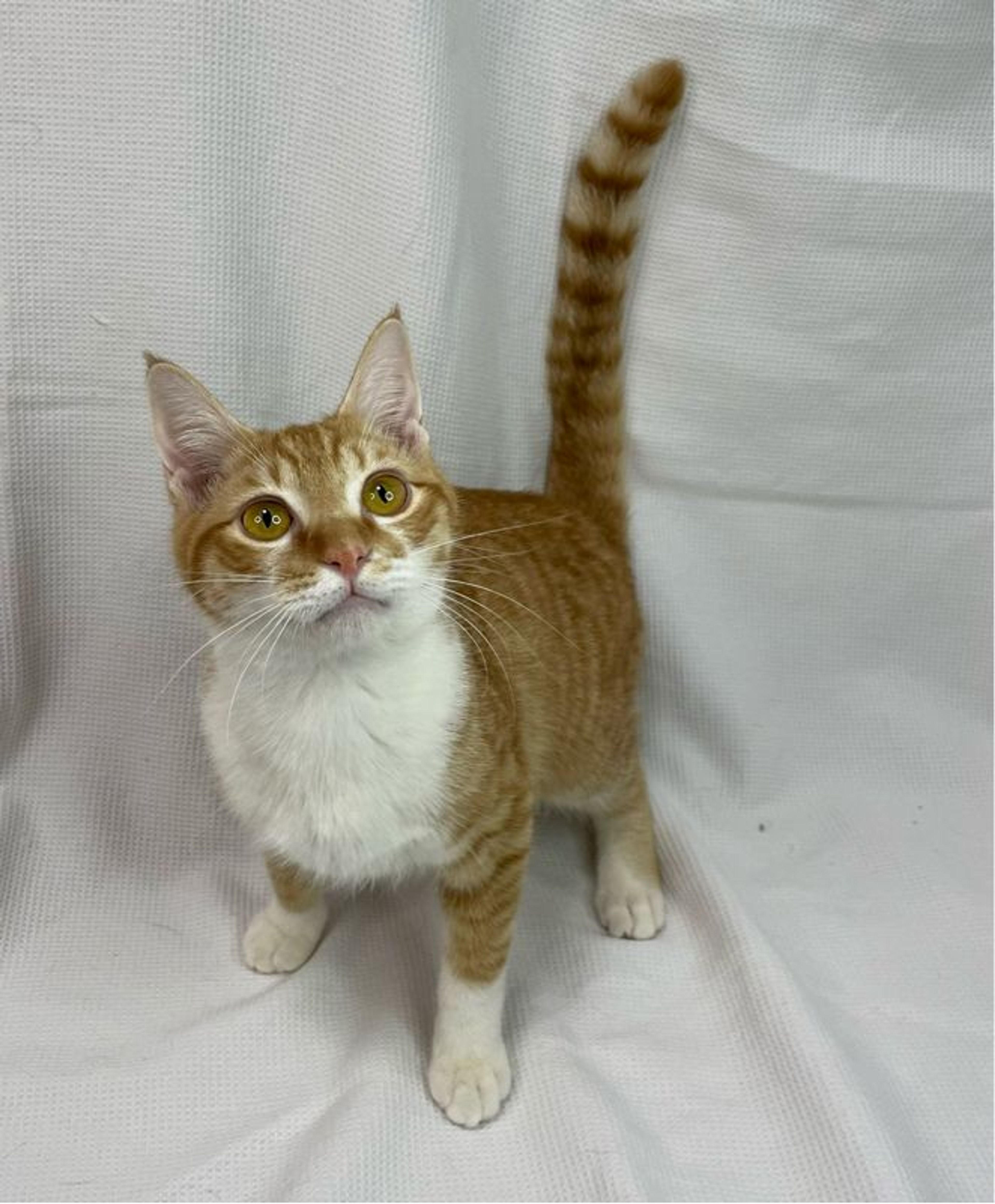 pet-image-3