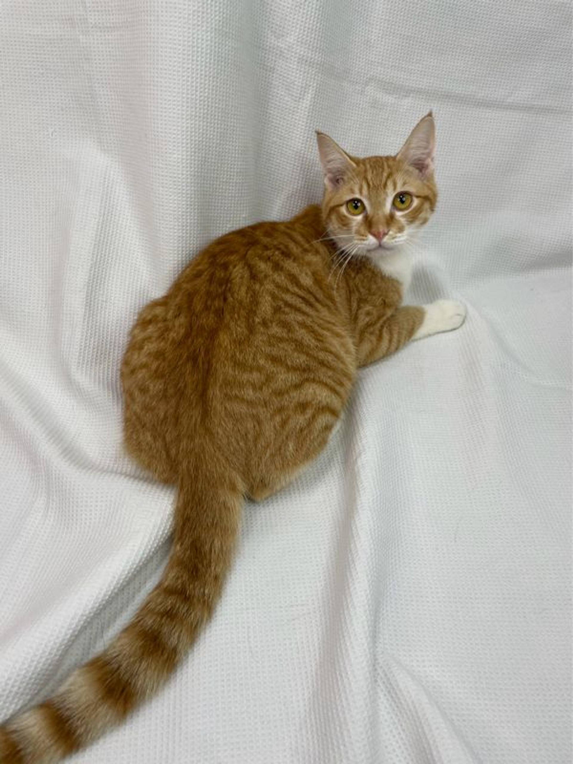 pet-image-4