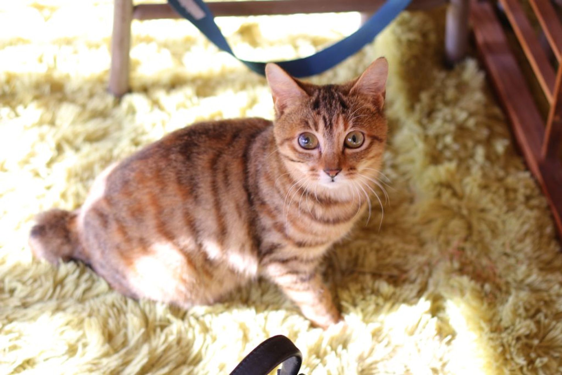 雑種（ミックス猫）・メスの里親募集の写真
