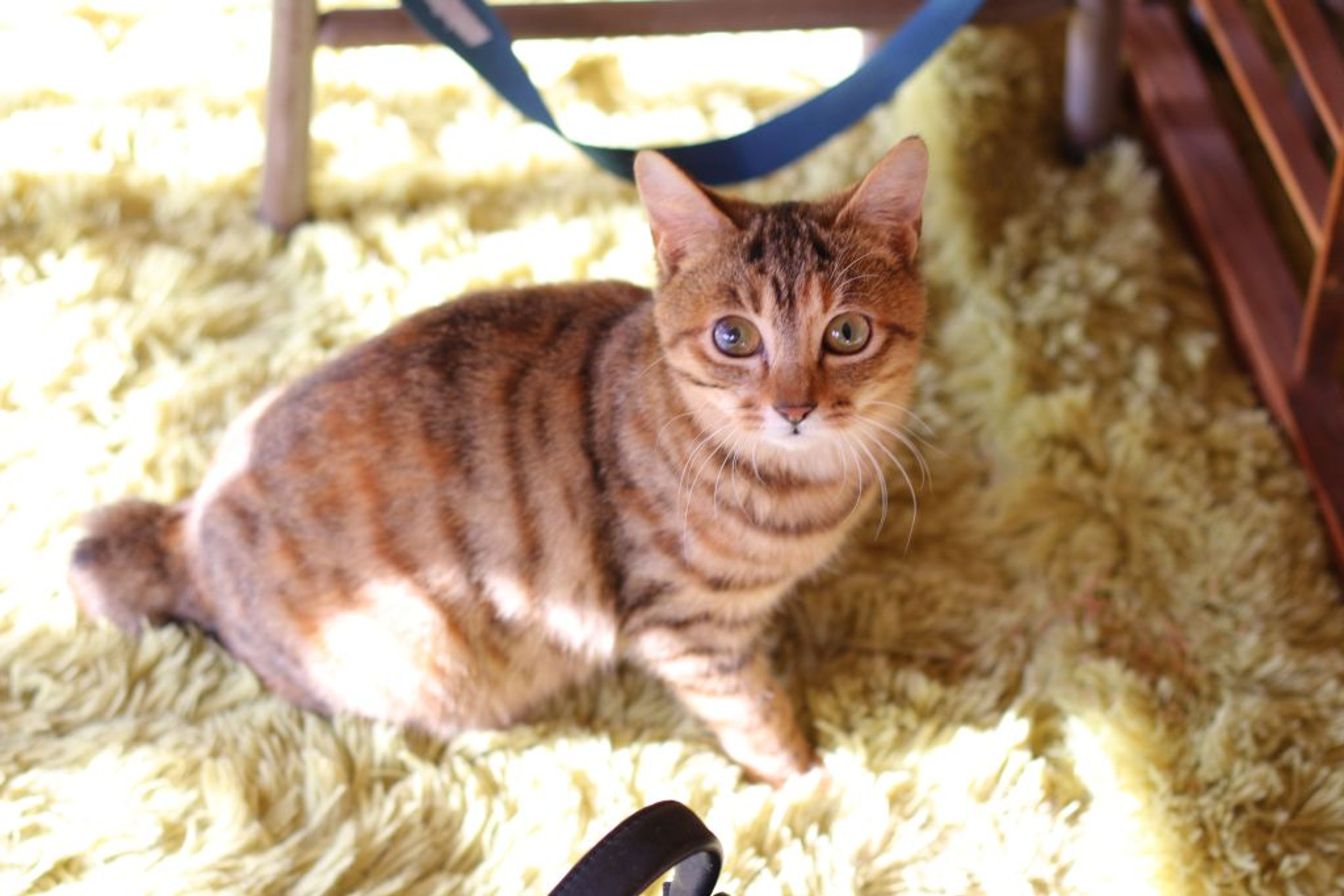 雑種（ミックス猫）・メスの里親募集の写真