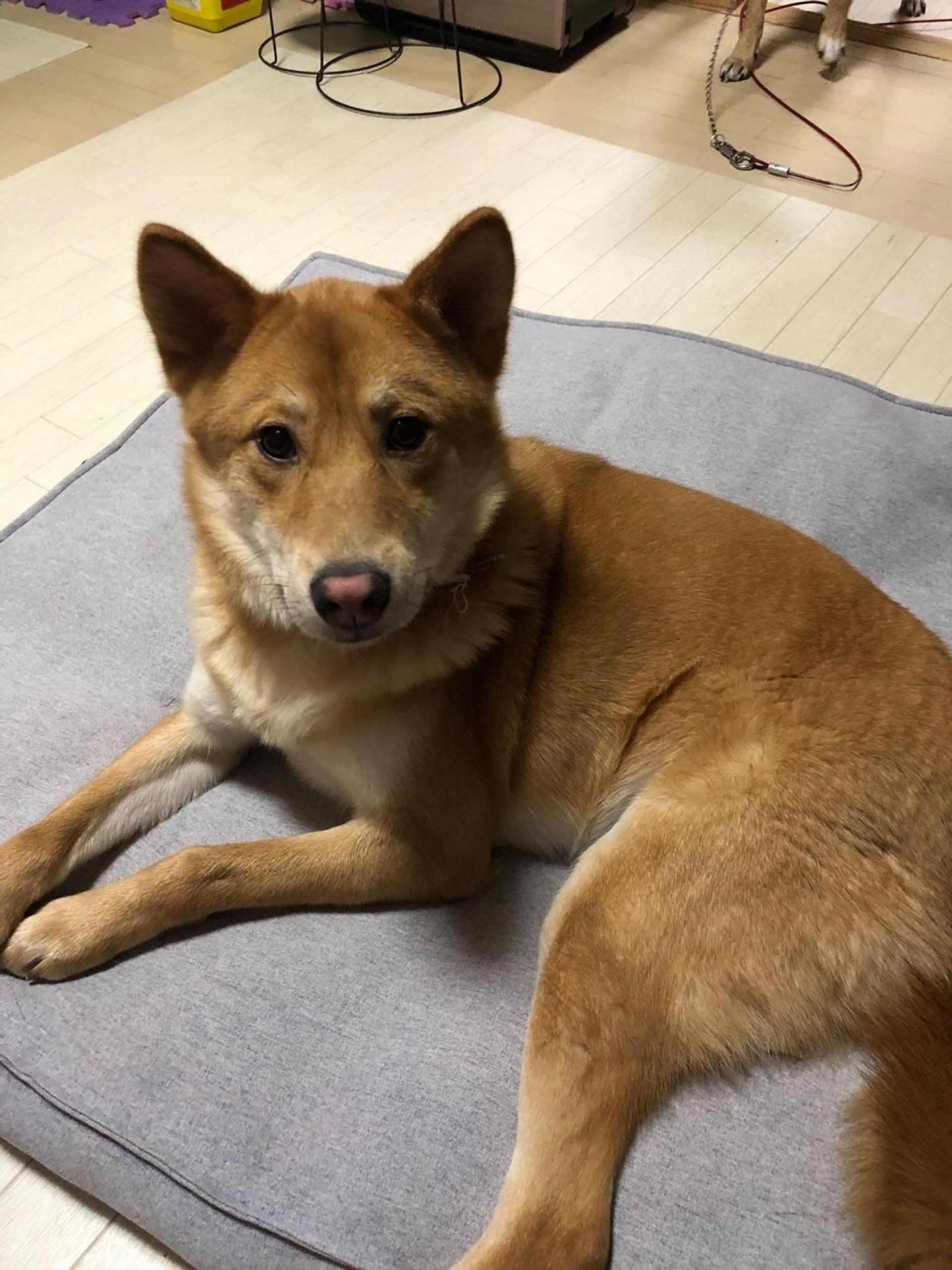 雑種（ミックス犬）・メスの里親募集の写真