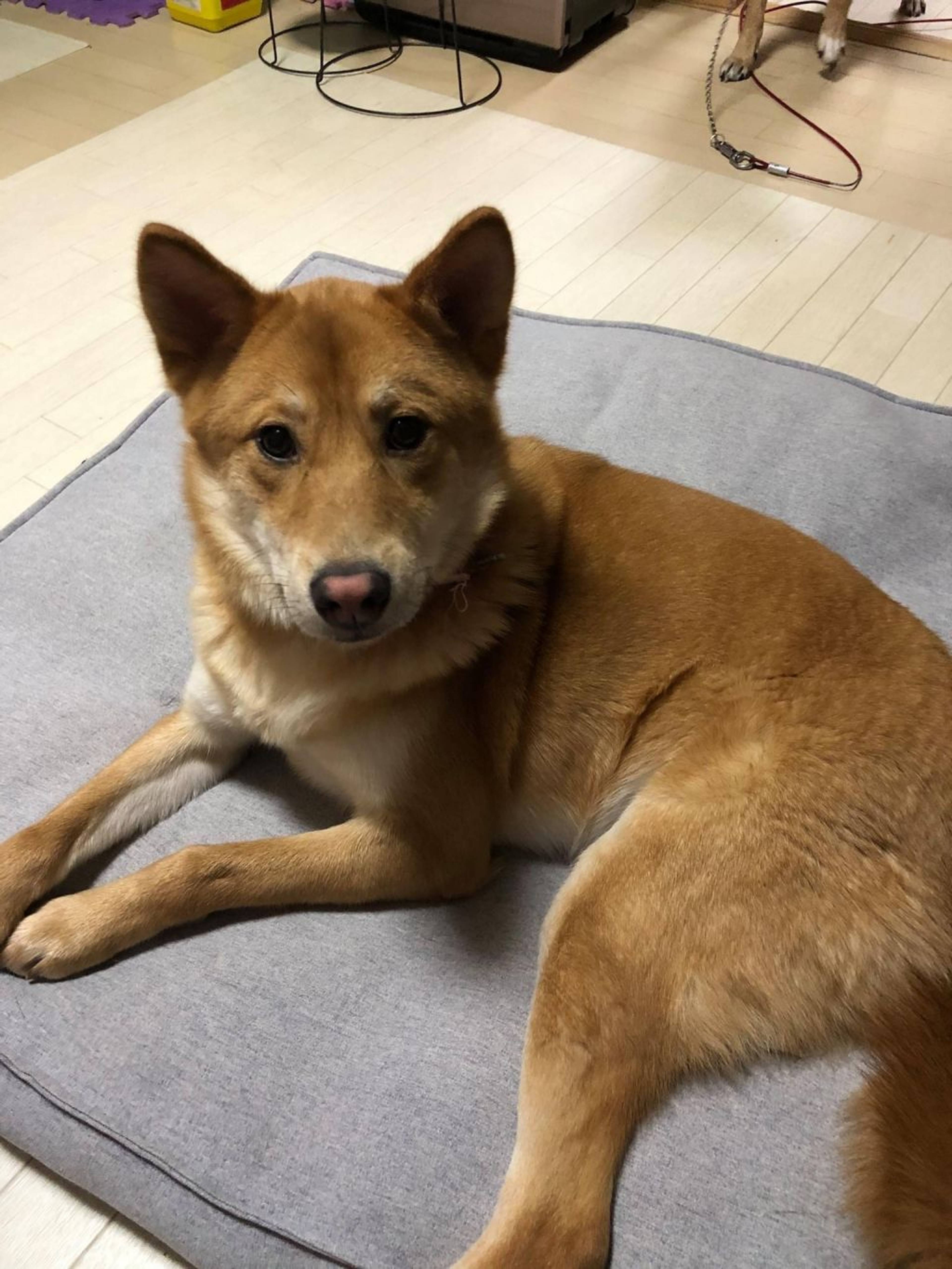 雑種（ミックス犬）・メスの里親募集の写真