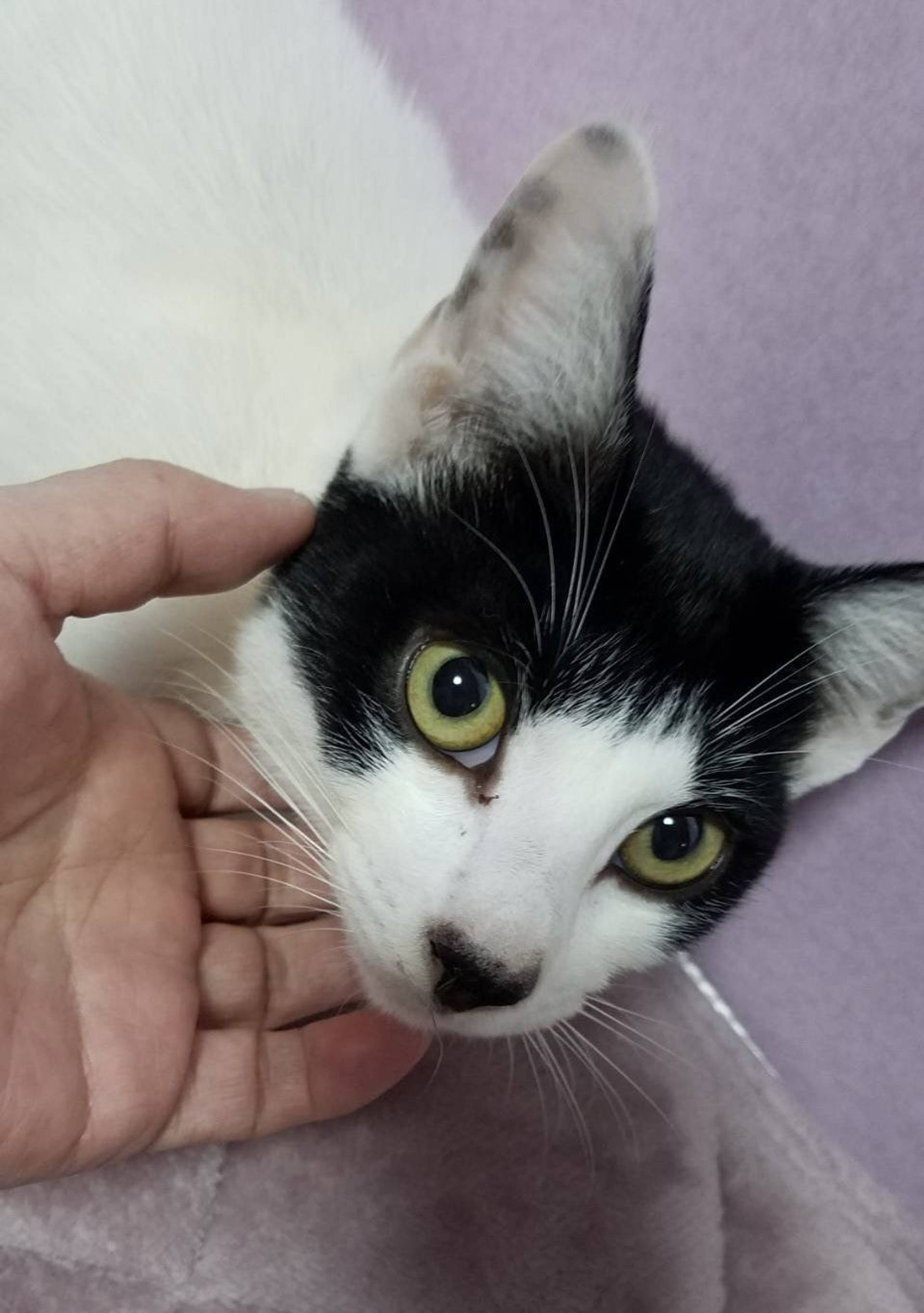 雑種（ミックス猫）・オスの里親募集の写真