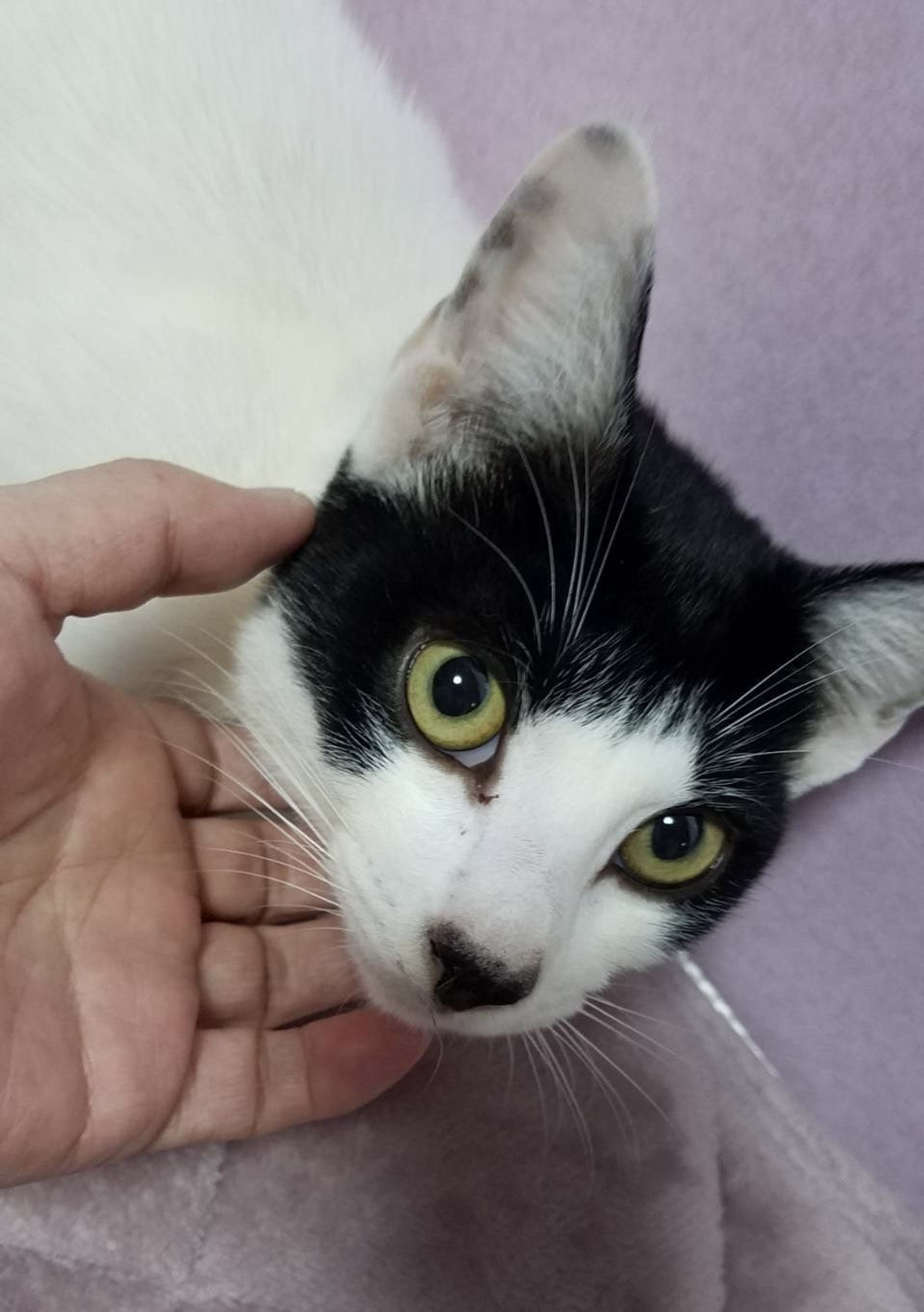 雑種（ミックス猫）・オスの里親募集の写真