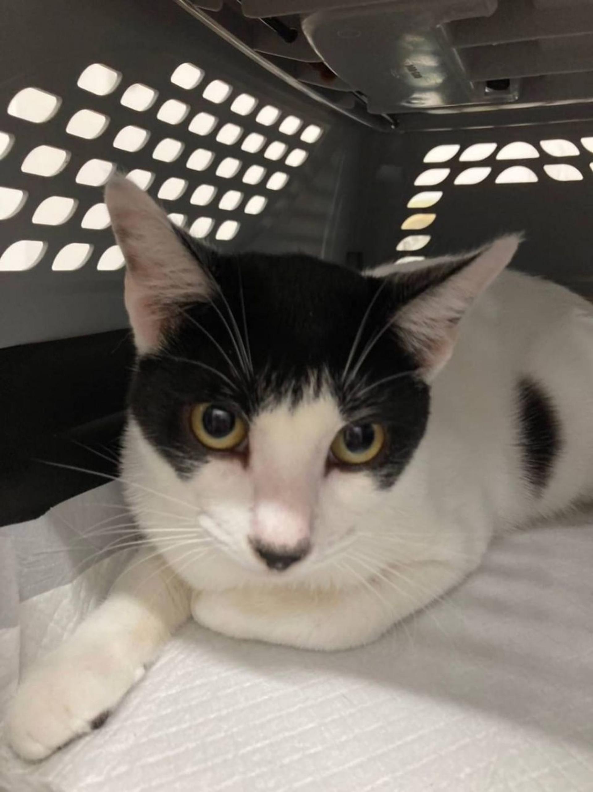 pet-image-9
