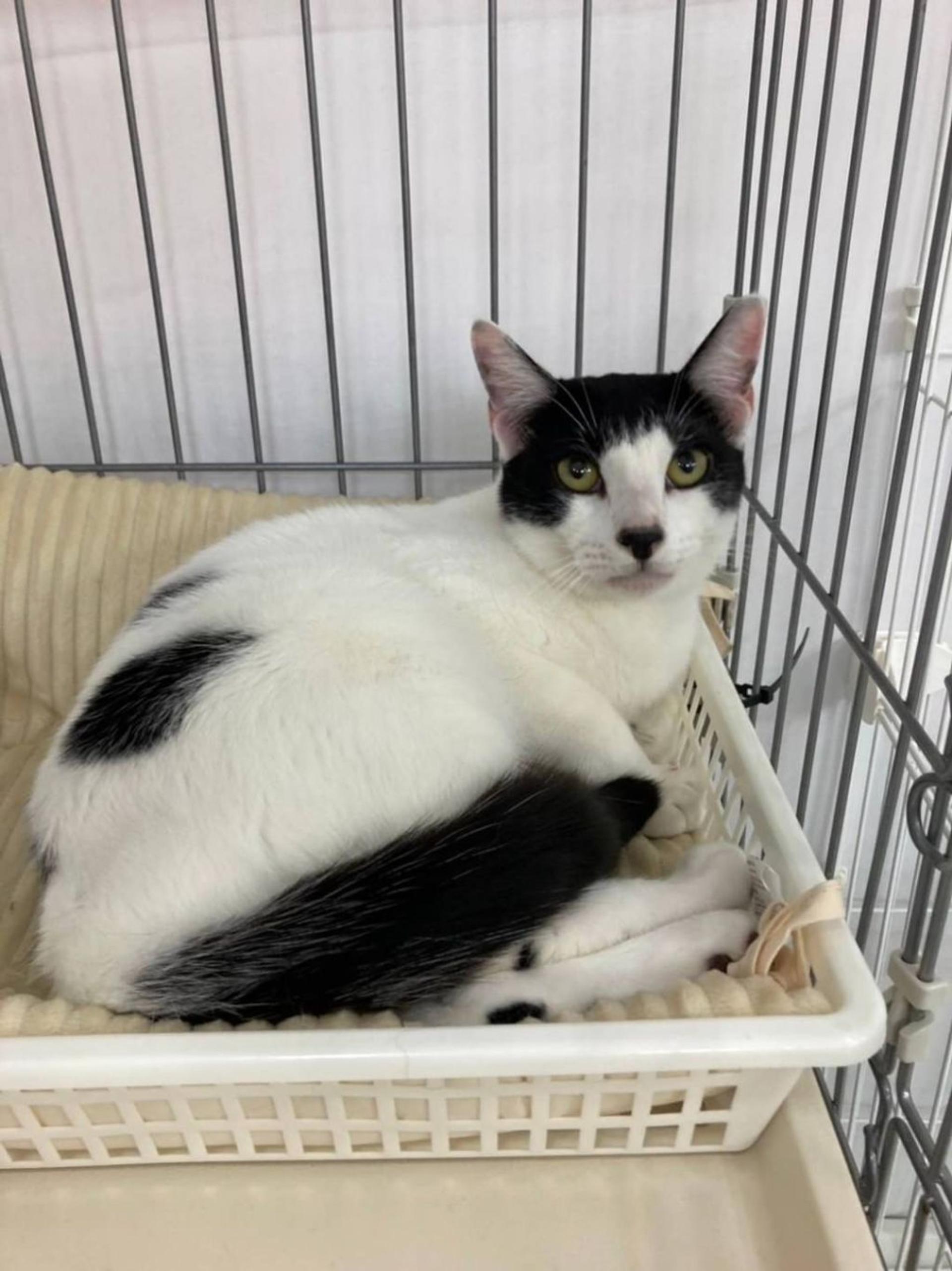 pet-image-2