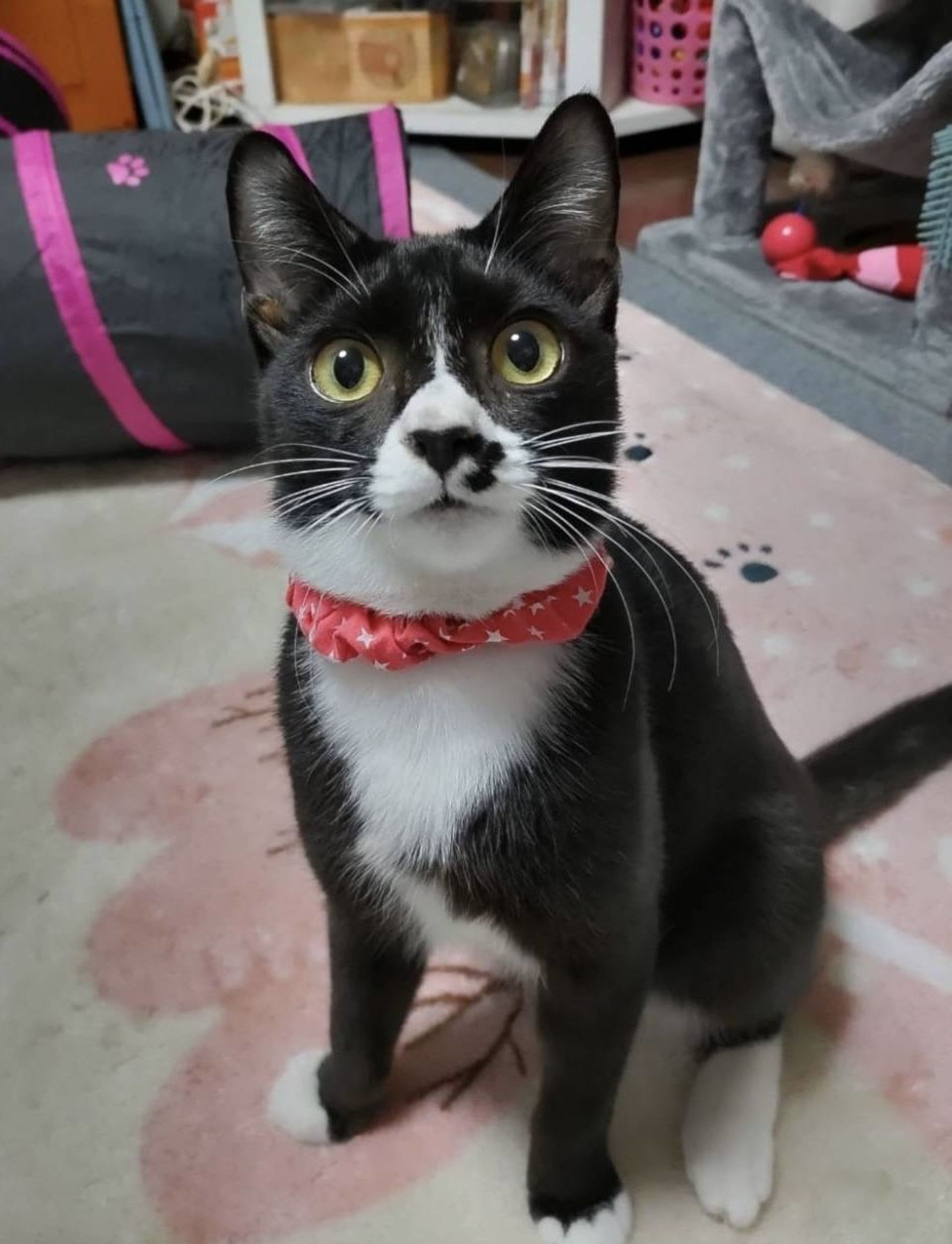 雑種（ミックス猫）・オスの里親募集の写真