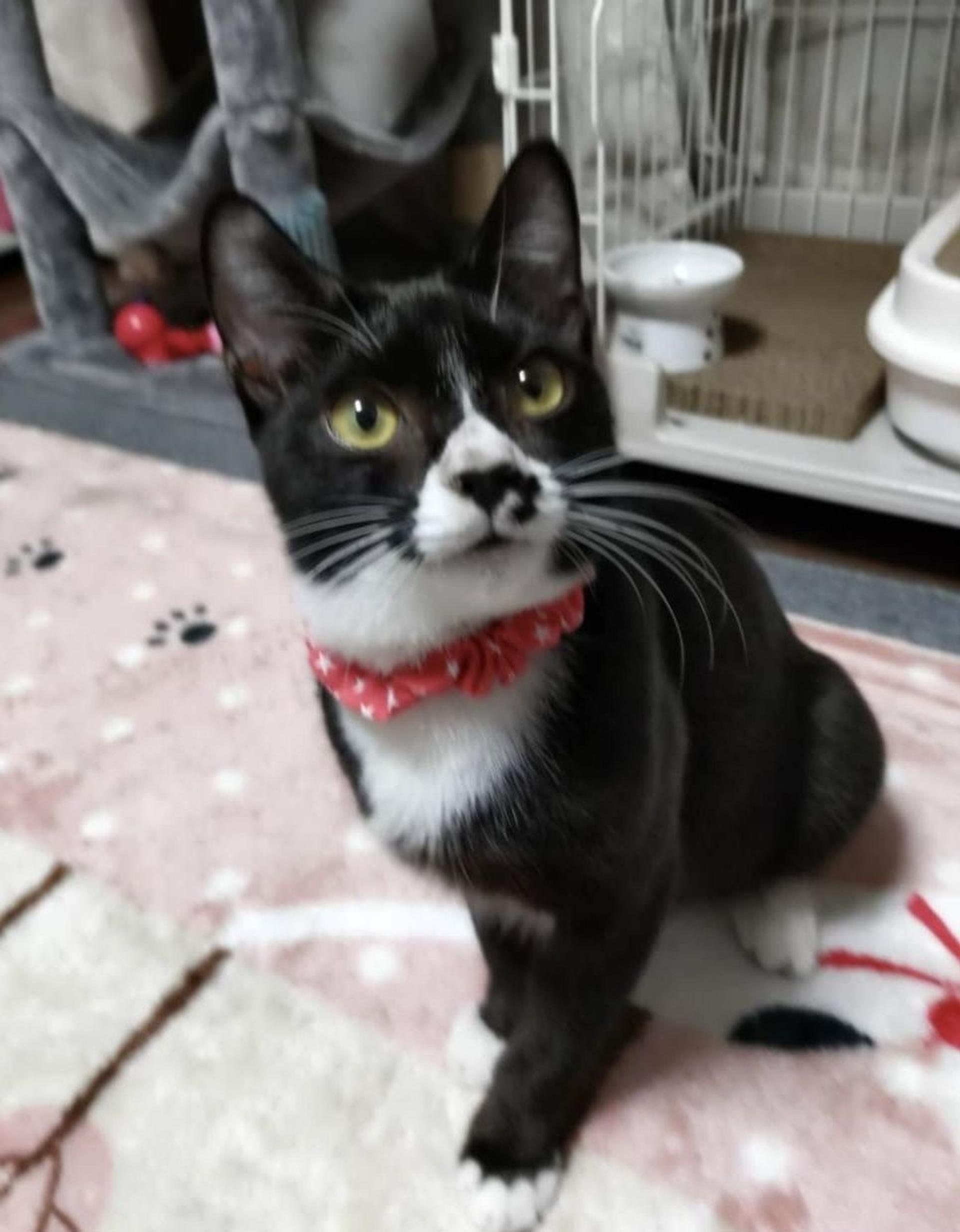 pet-image-2