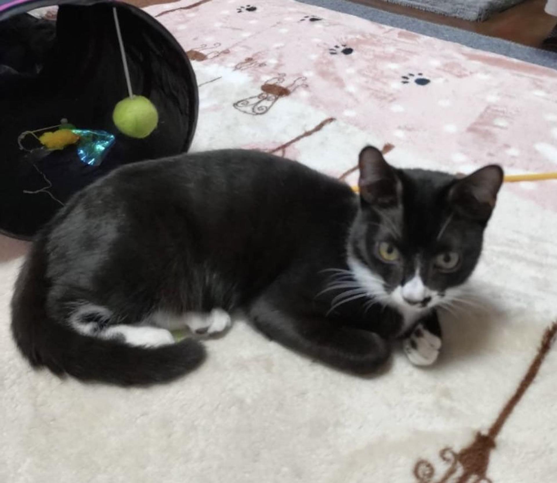 pet-image-3