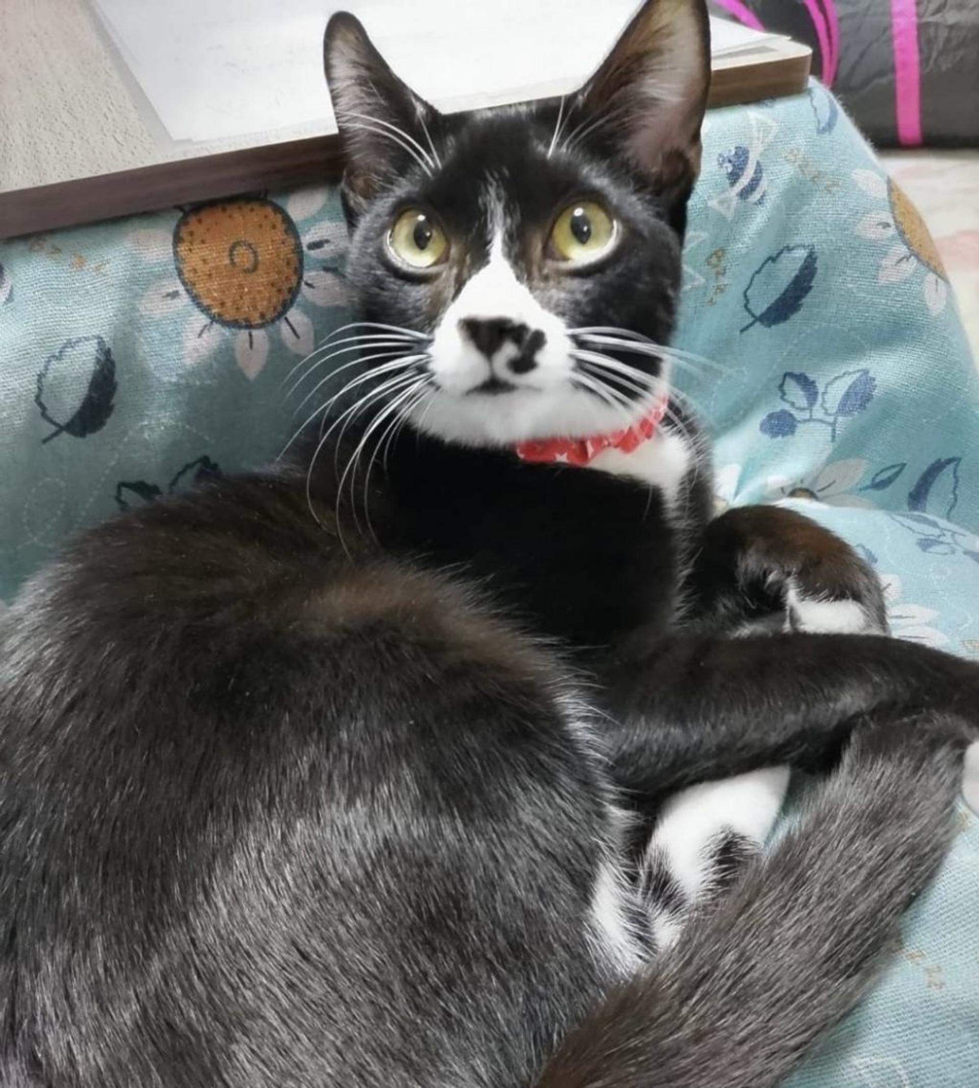 pet-image-4