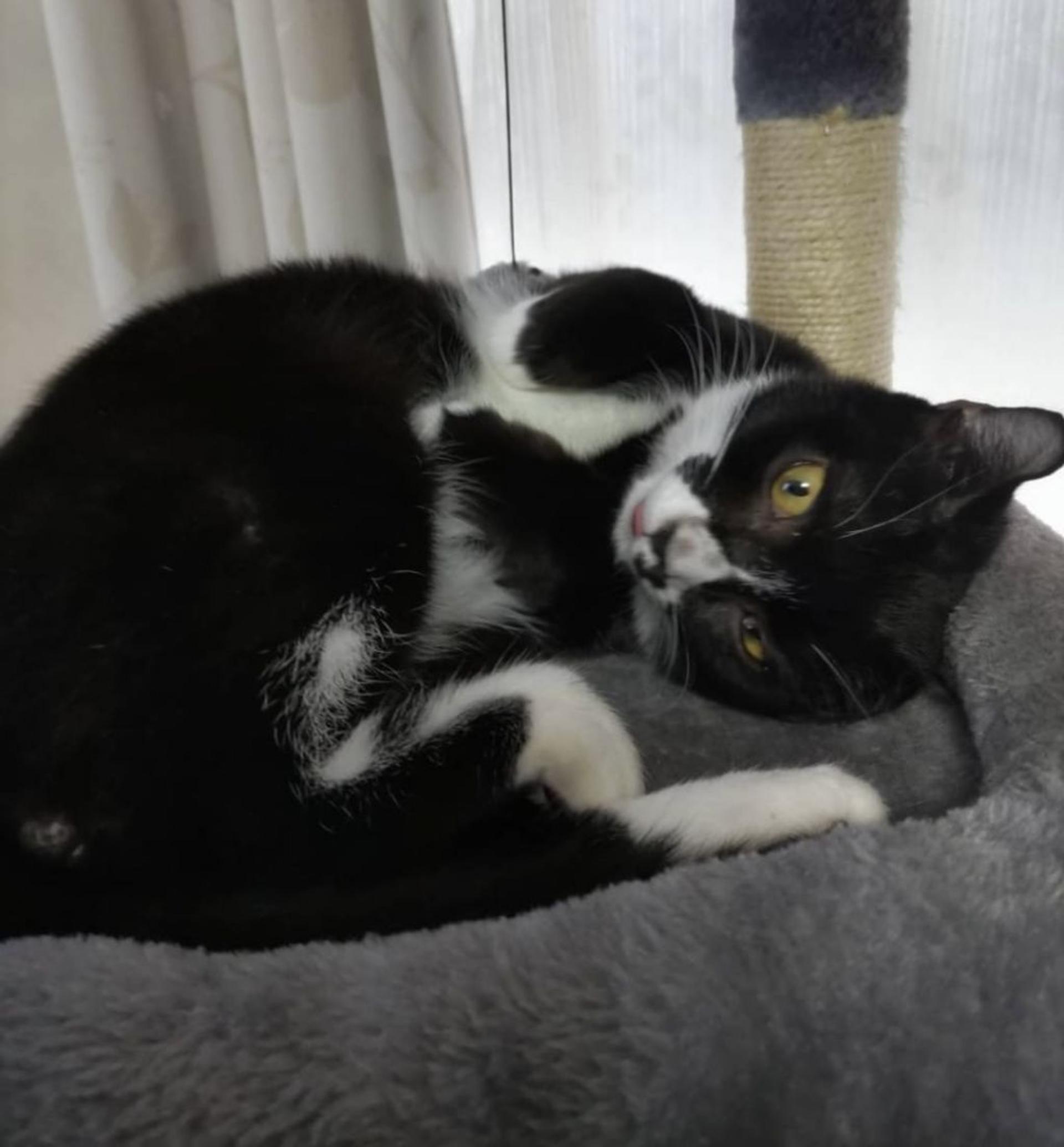 pet-image-6