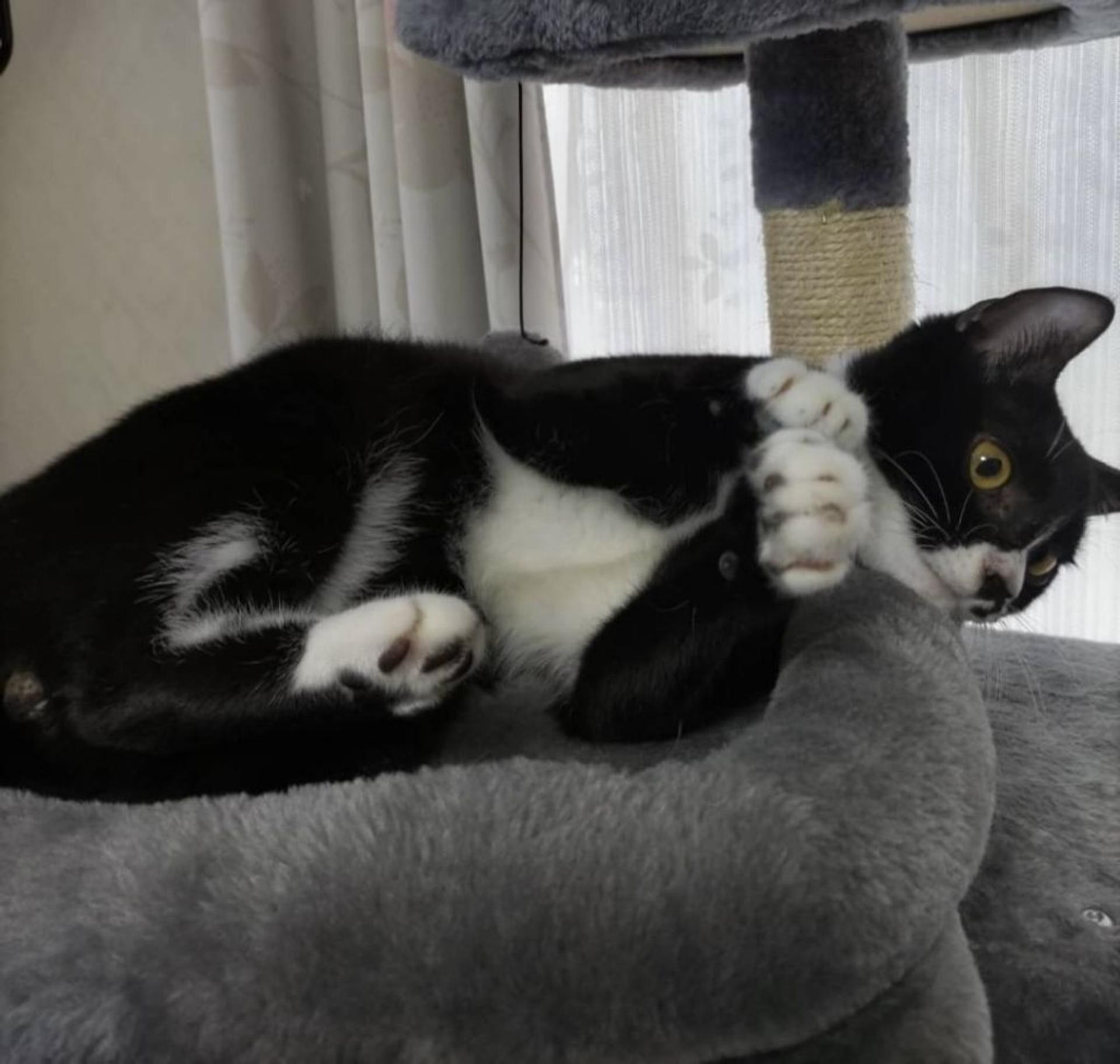pet-image-7