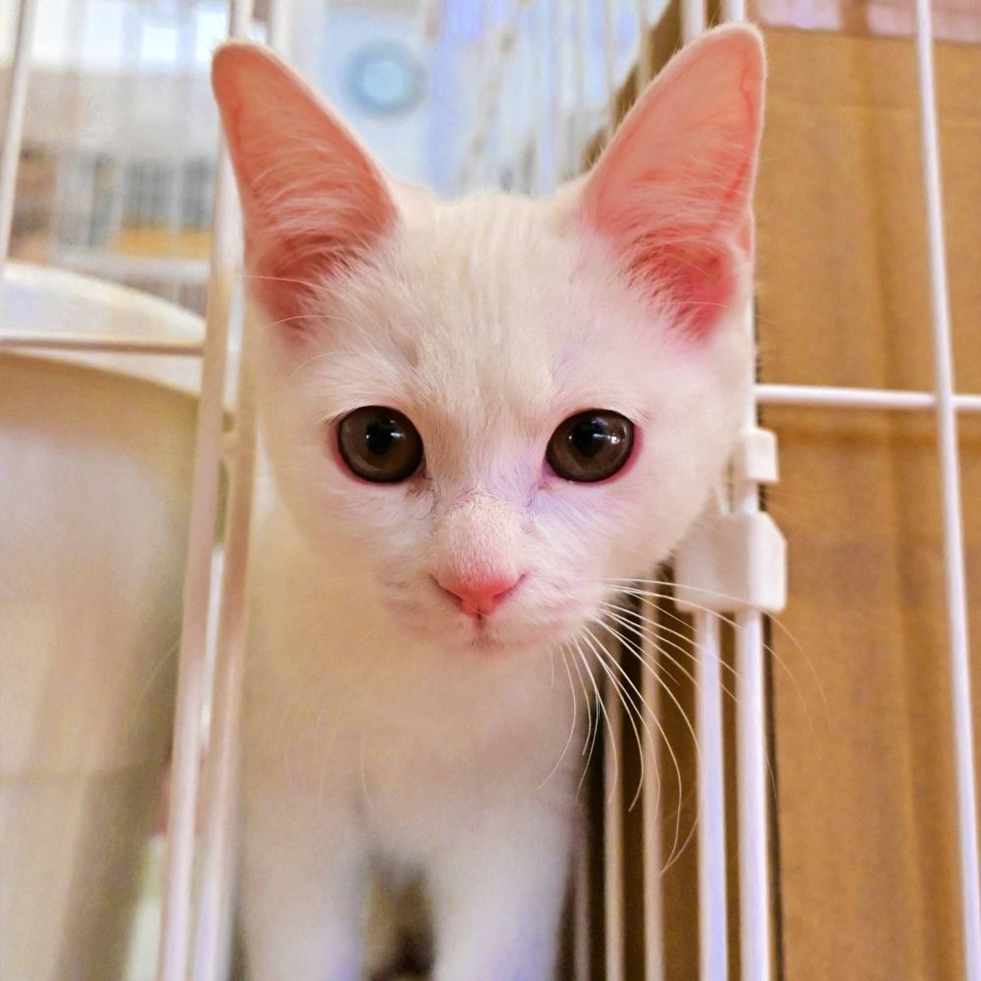 雑種（ミックス猫）・メスの里親募集の写真
