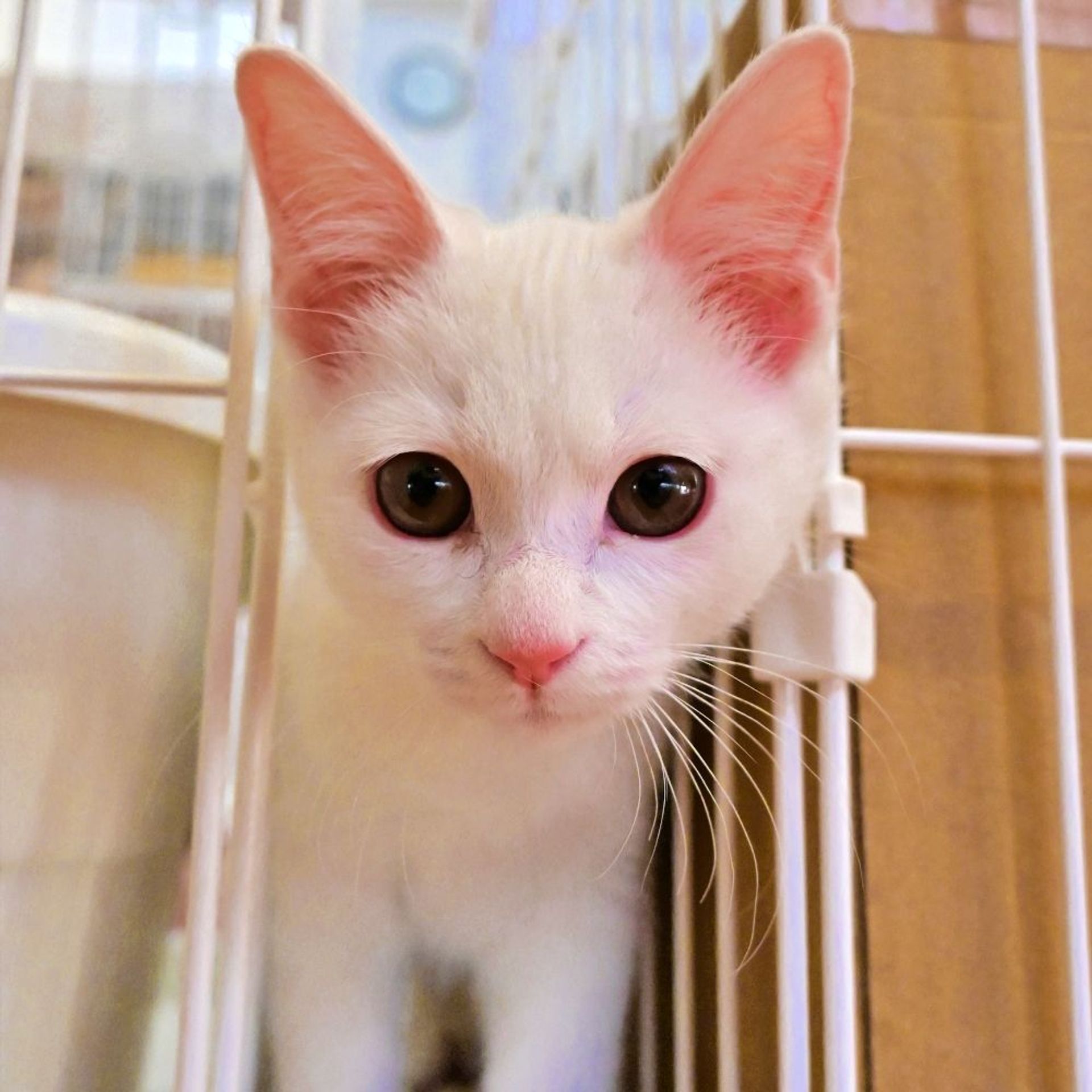 雑種（ミックス猫）・メスの里親募集の写真