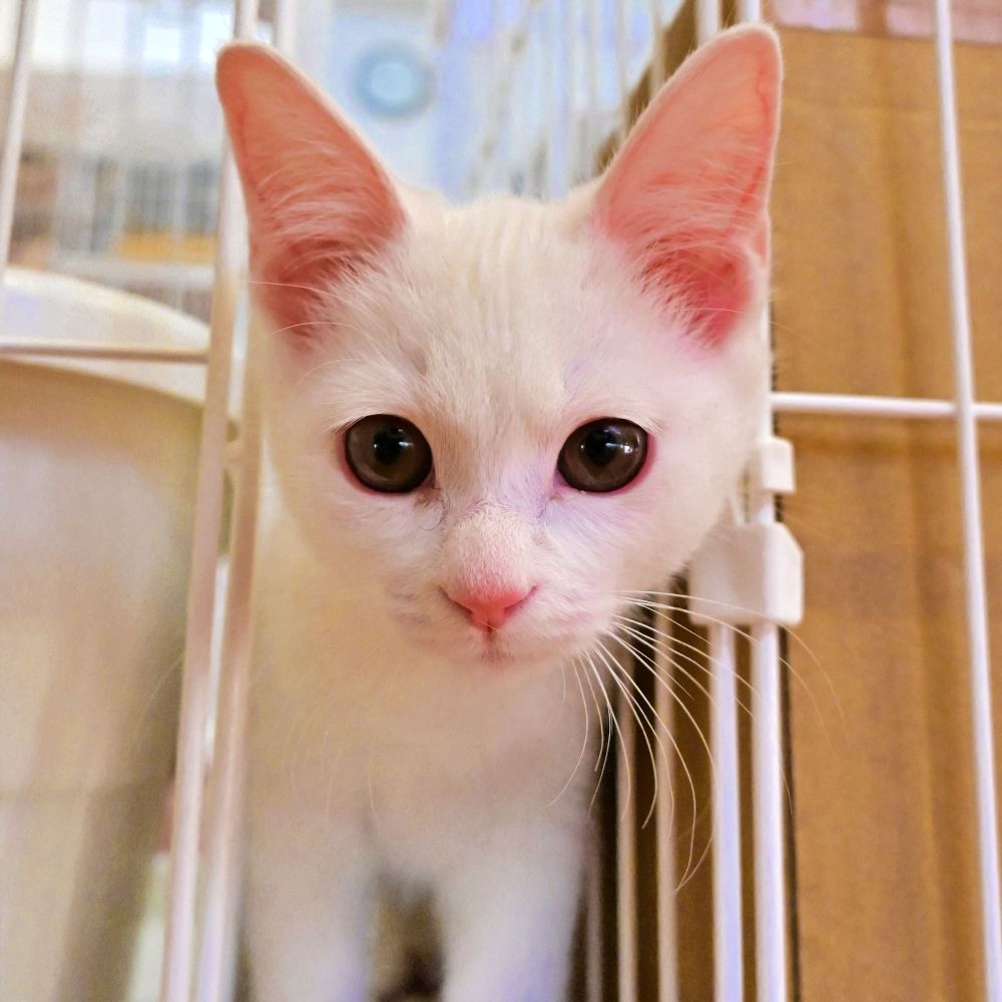 雑種（ミックス猫）・メスの里親募集の写真