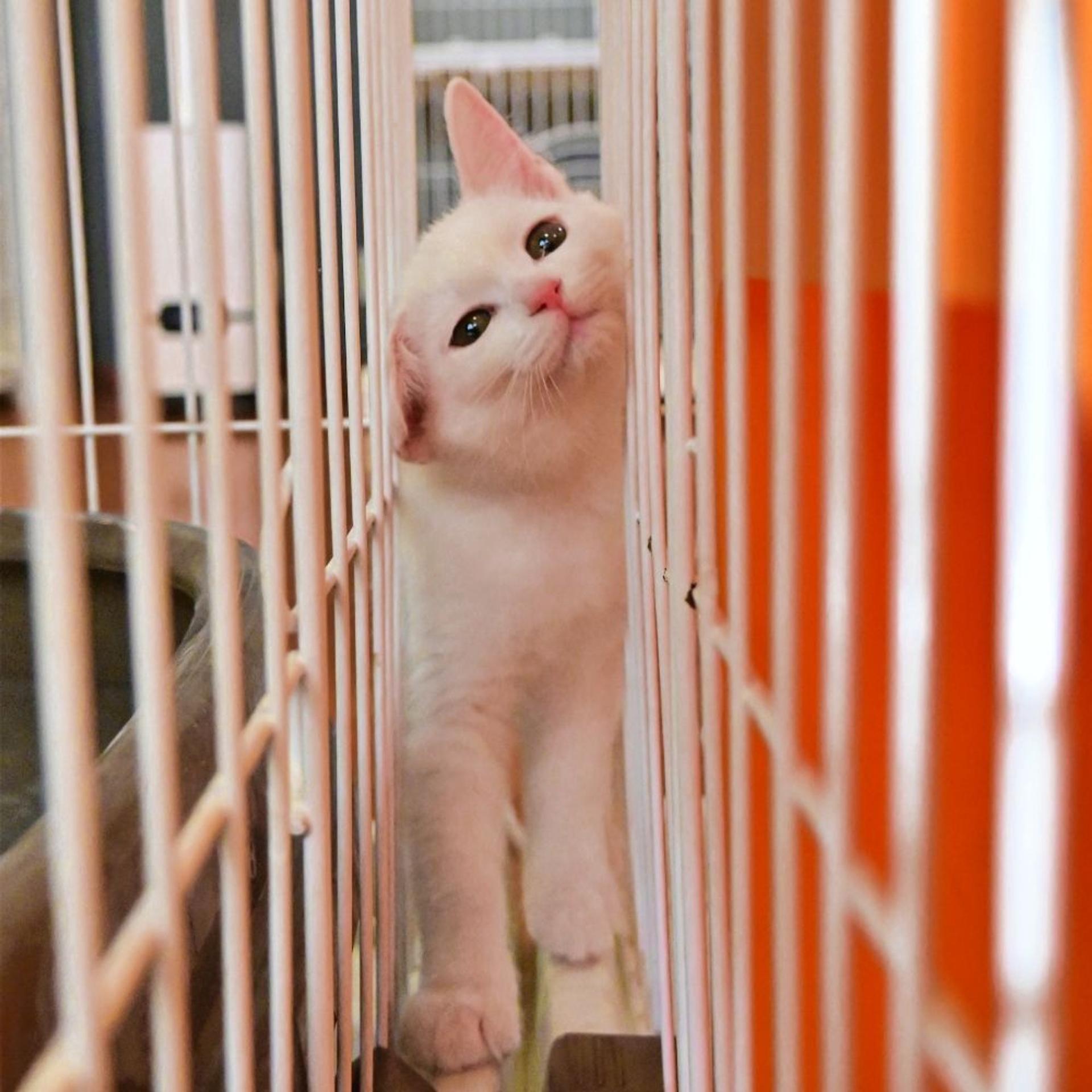 pet-image-5