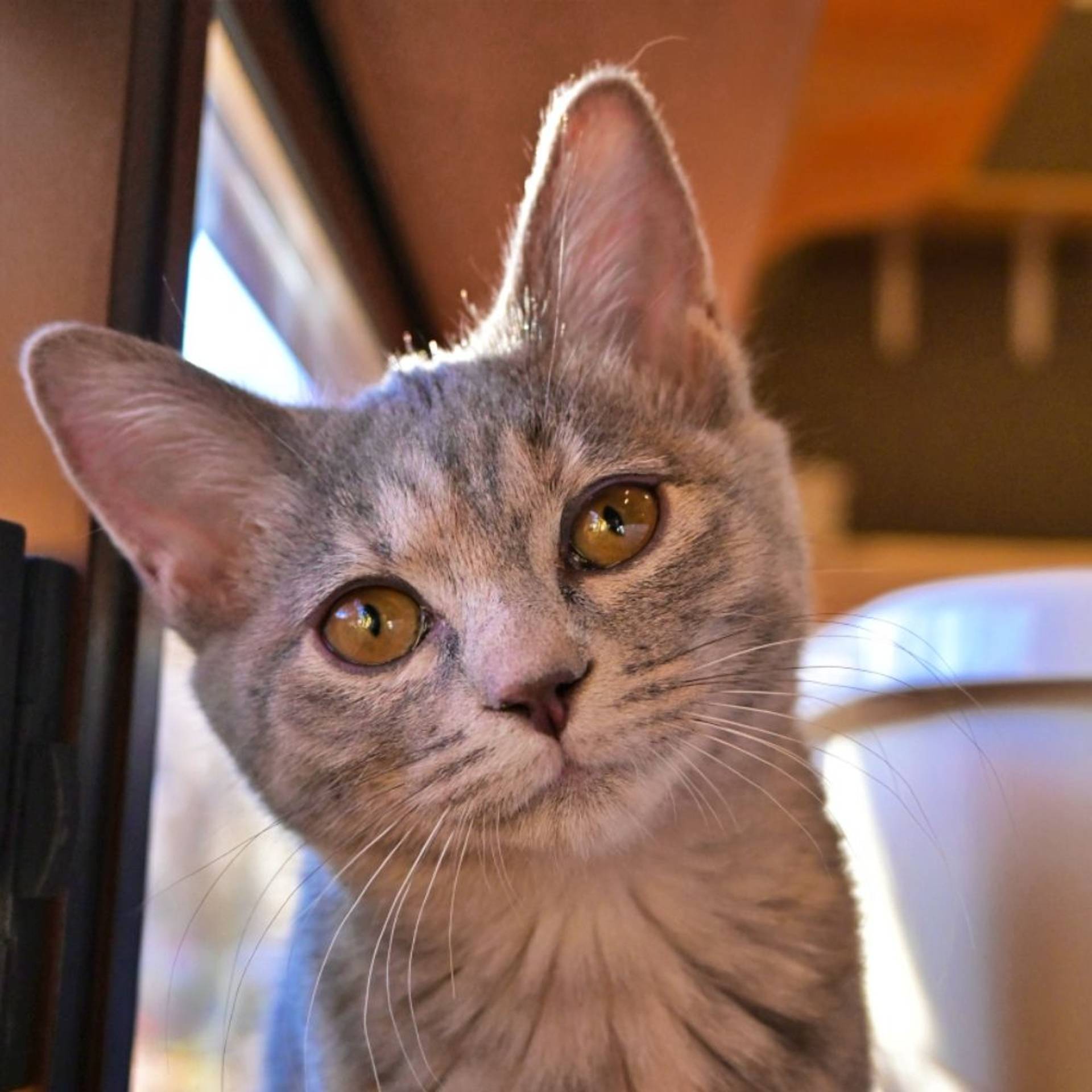 雑種（ミックス猫）・メスの里親募集の写真