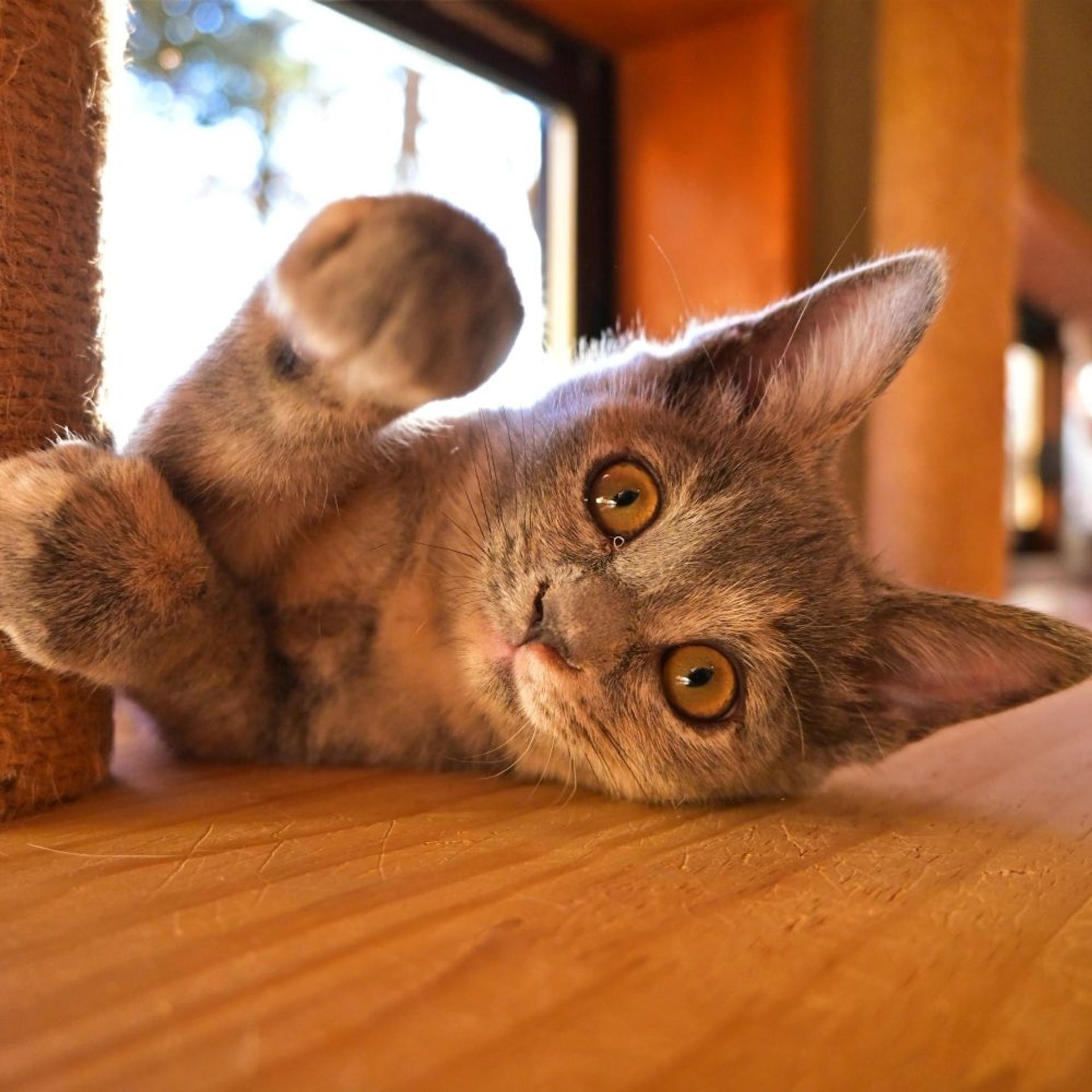 pet-image-3