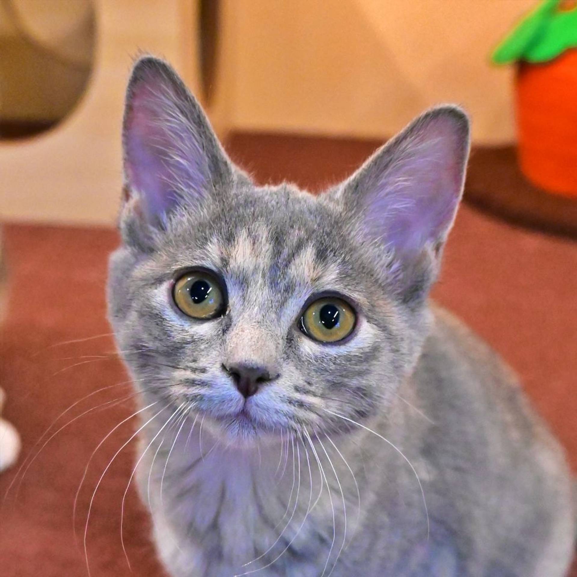雑種（ミックス猫）・メスの里親募集の写真