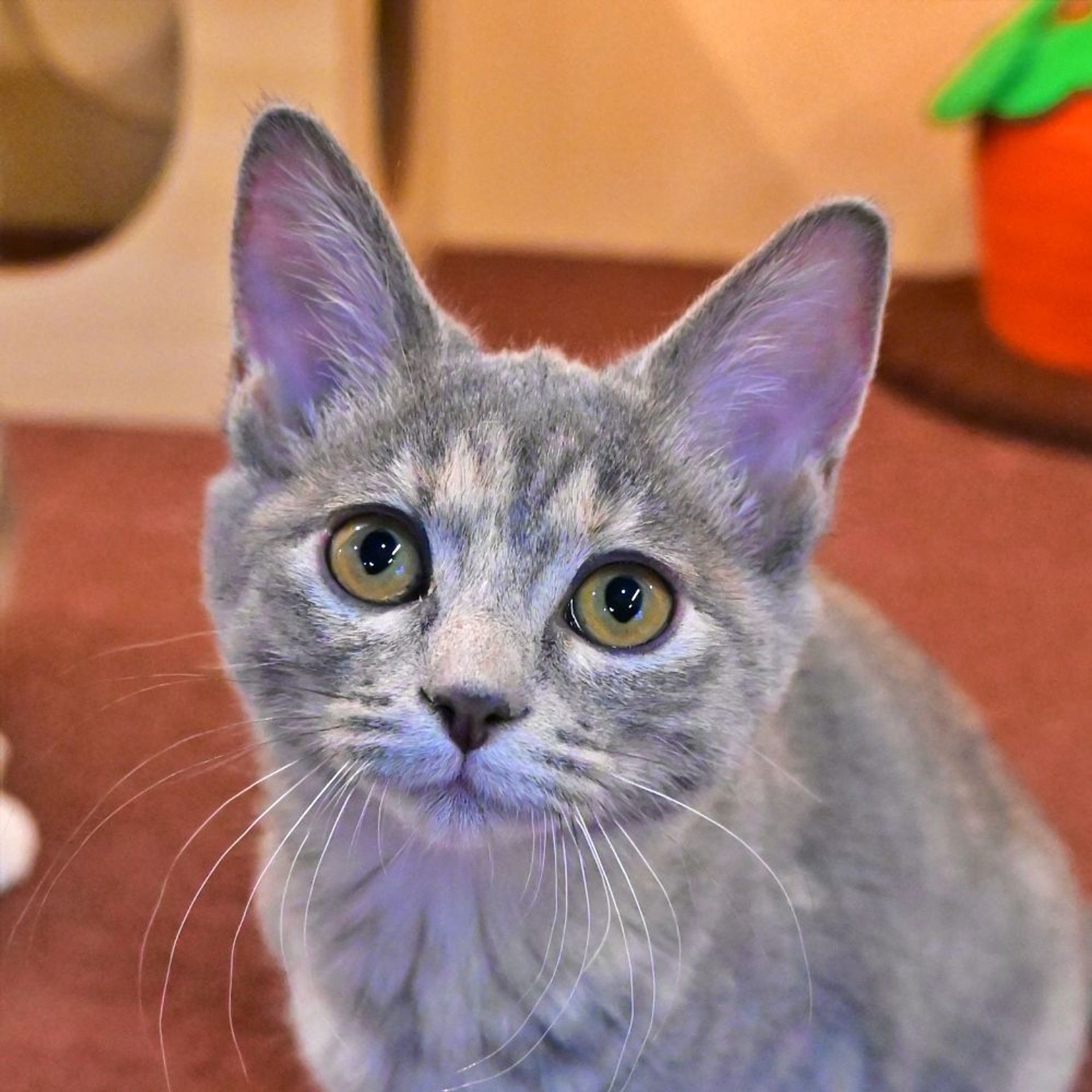 雑種（ミックス猫）・メスの里親募集の写真