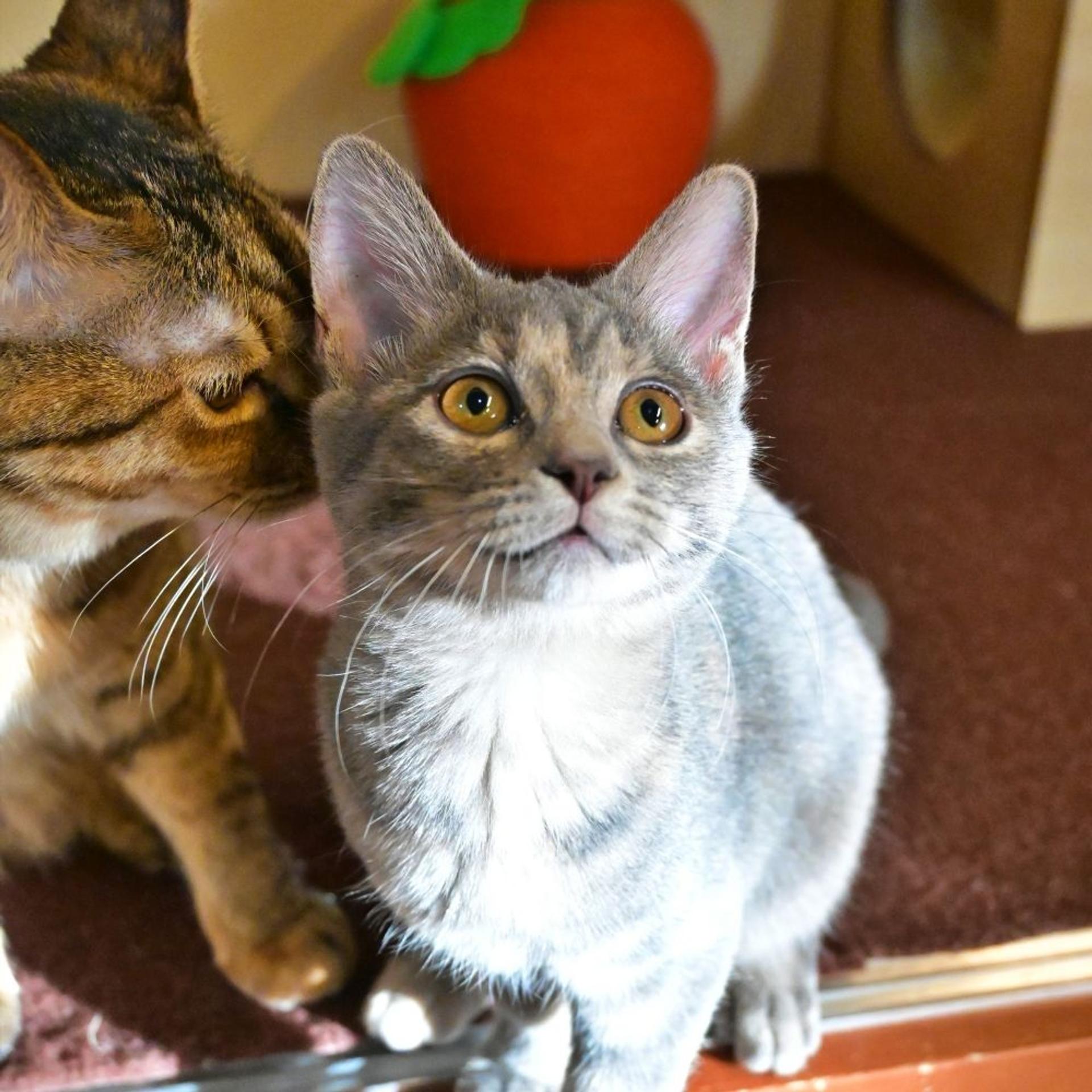 pet-image-5
