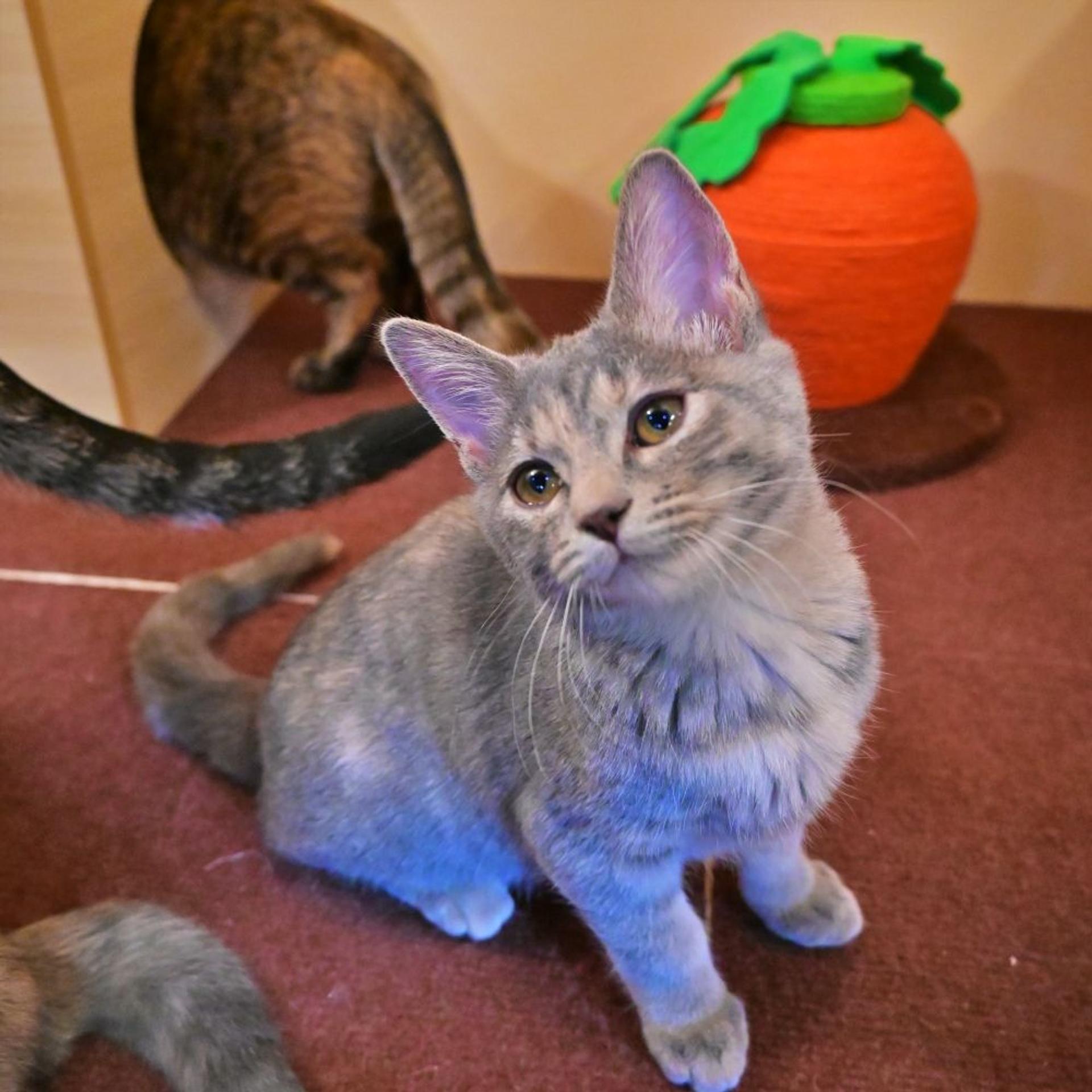 pet-image-6