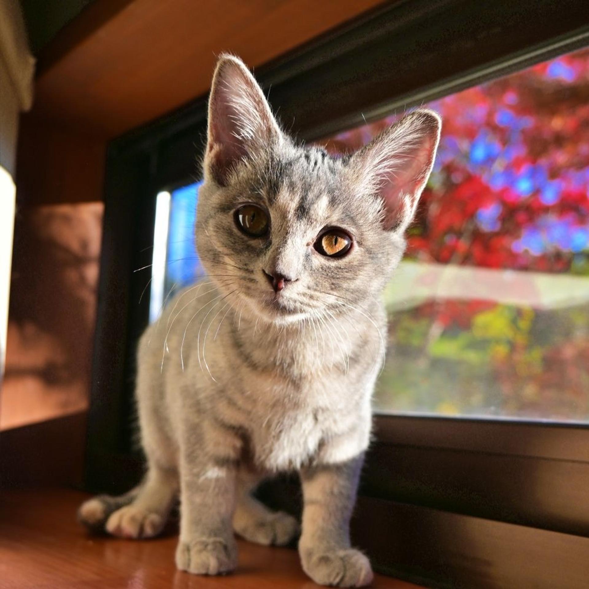 pet-image-7