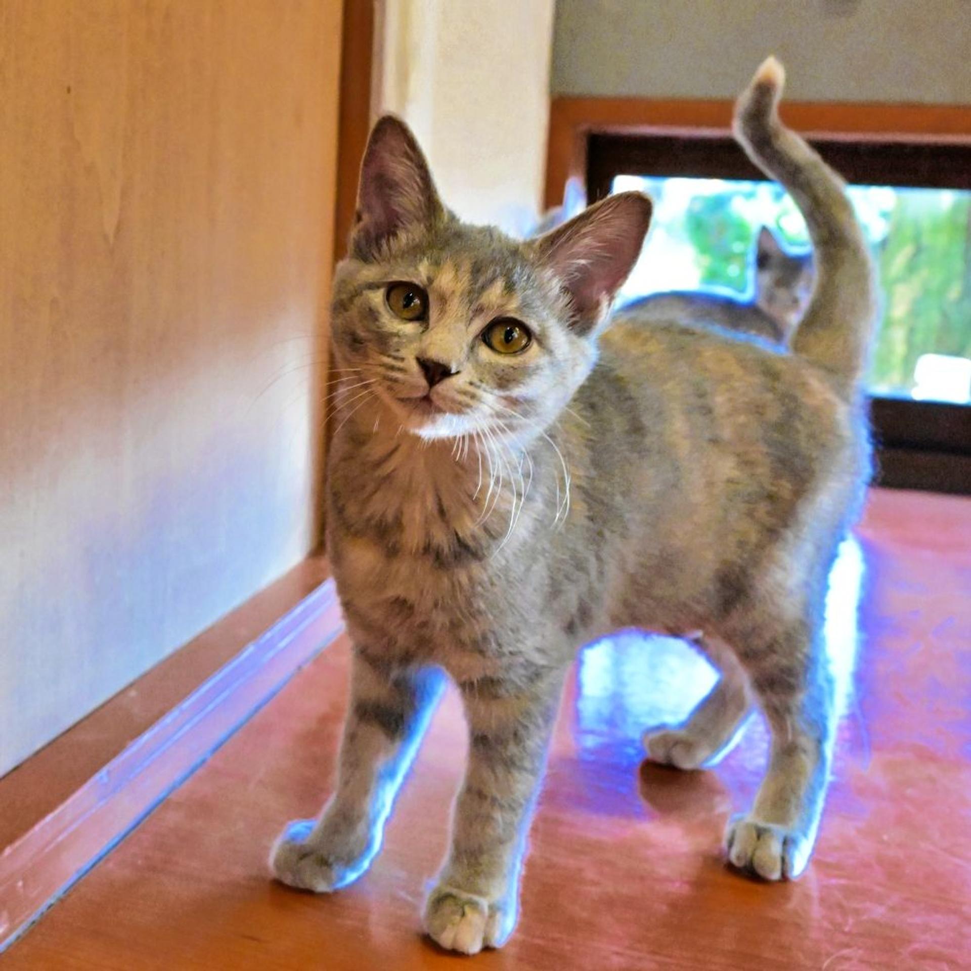 pet-image-9