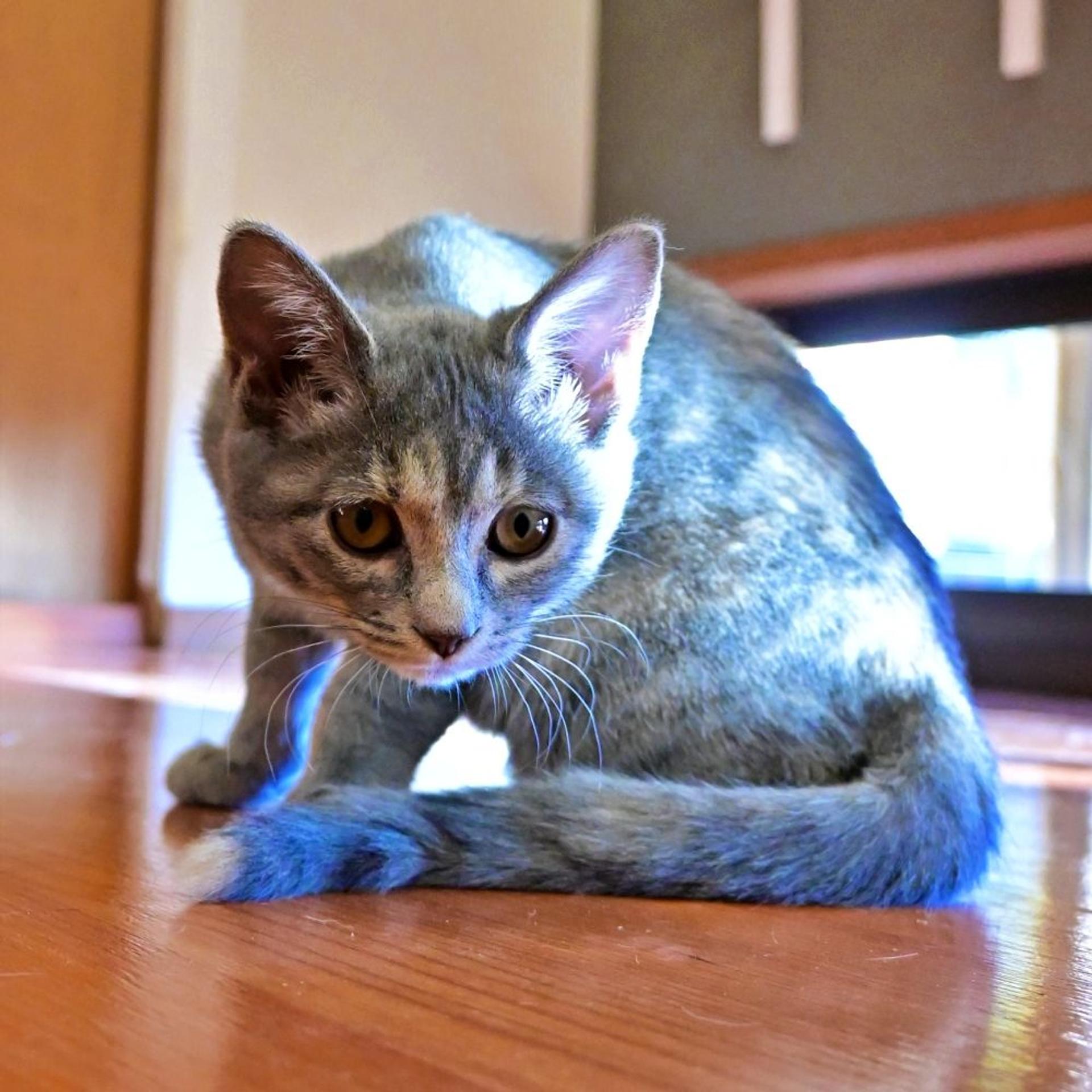 pet-image-10