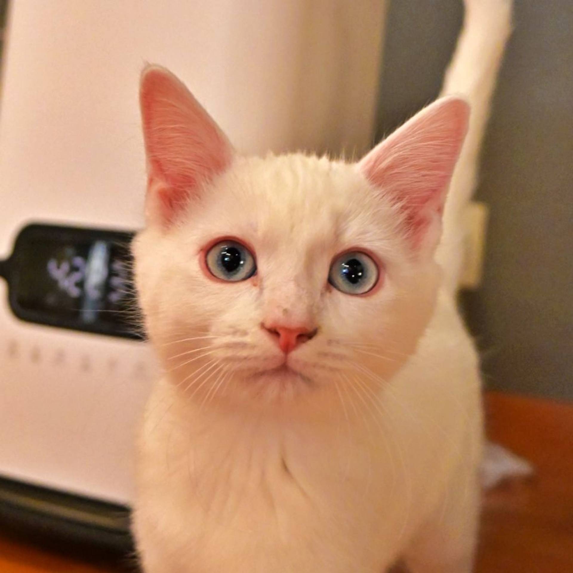 雑種（ミックス猫）・オスの里親募集の写真