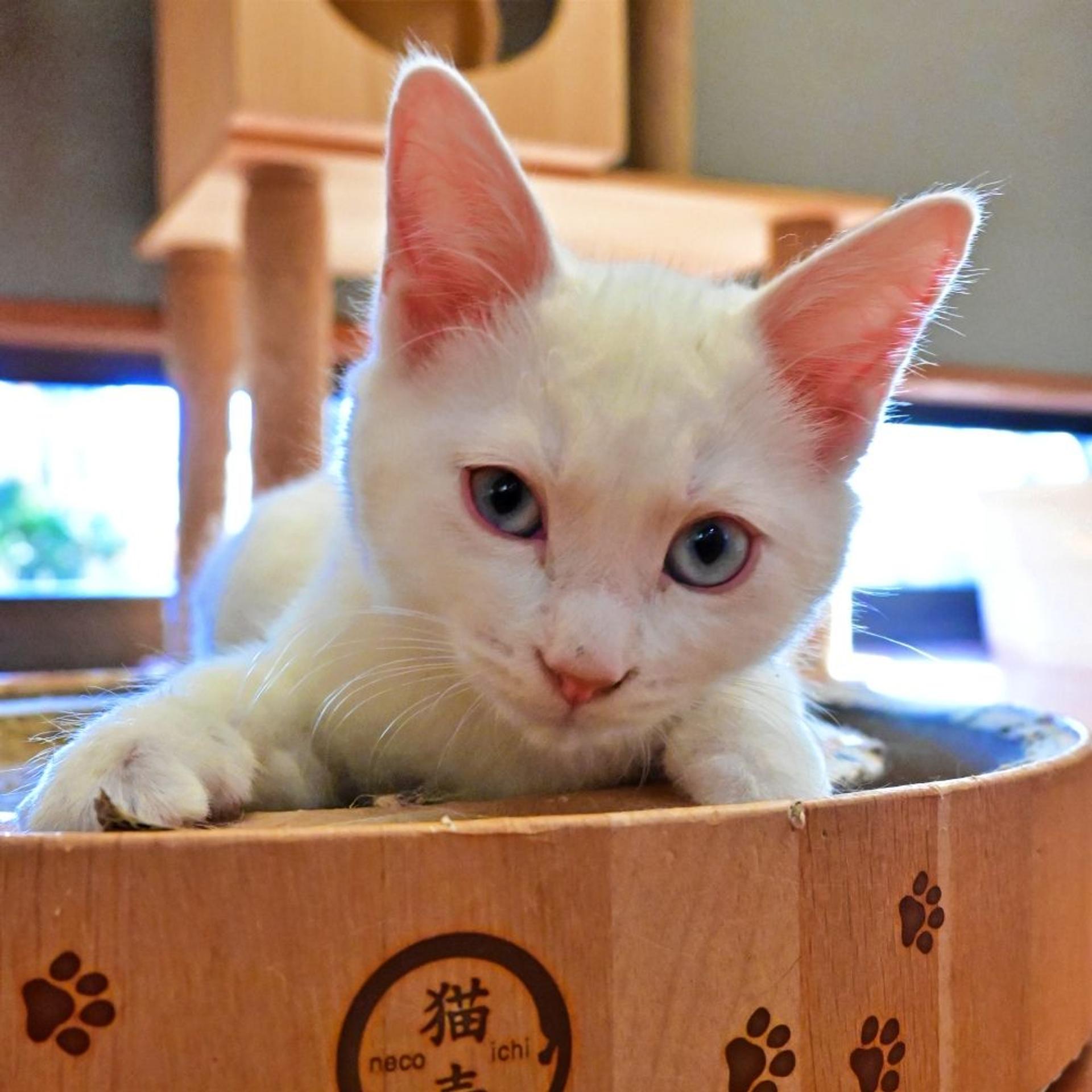 pet-image-4