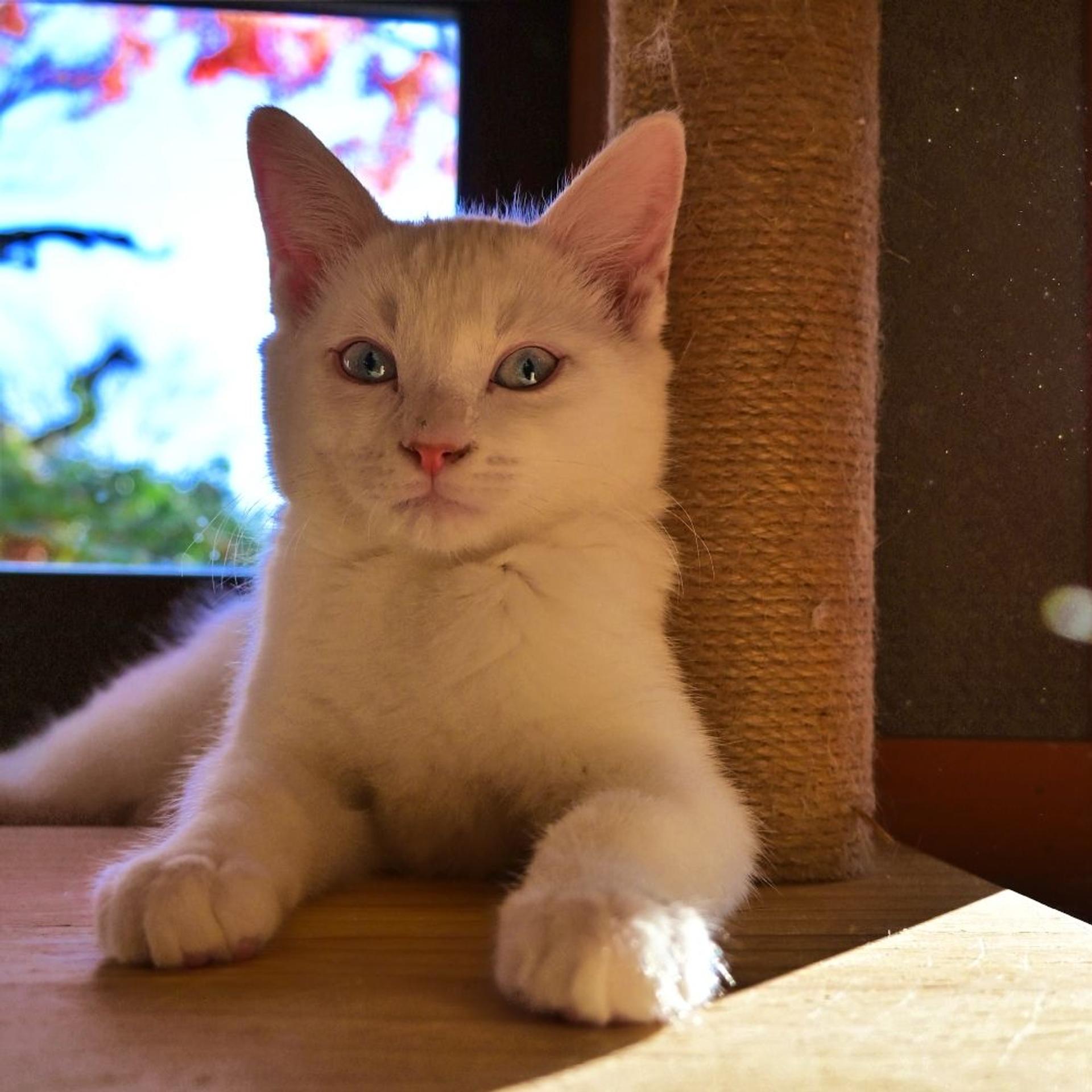 pet-image-5