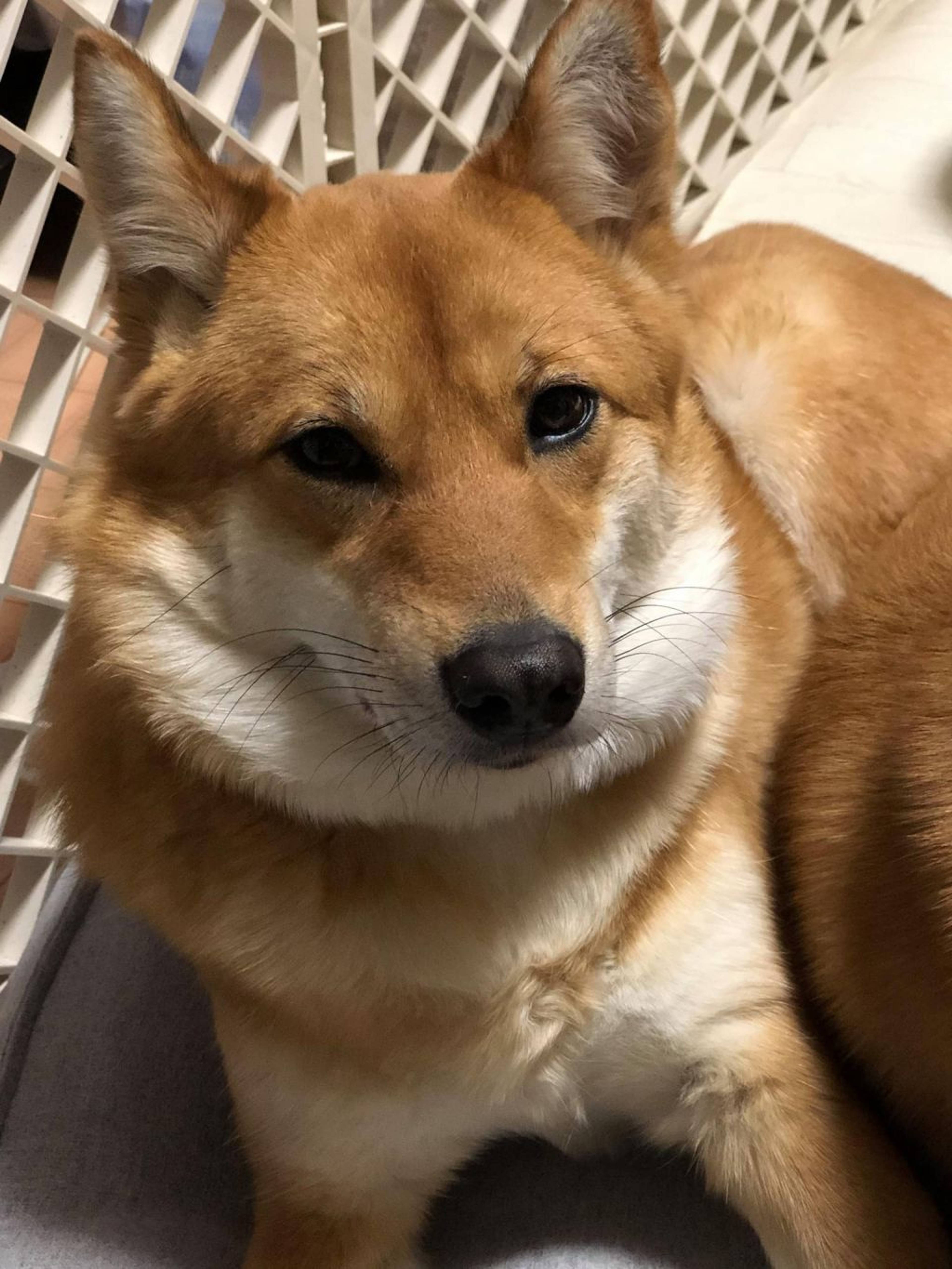 雑種（ミックス犬）・メスの里親募集の写真