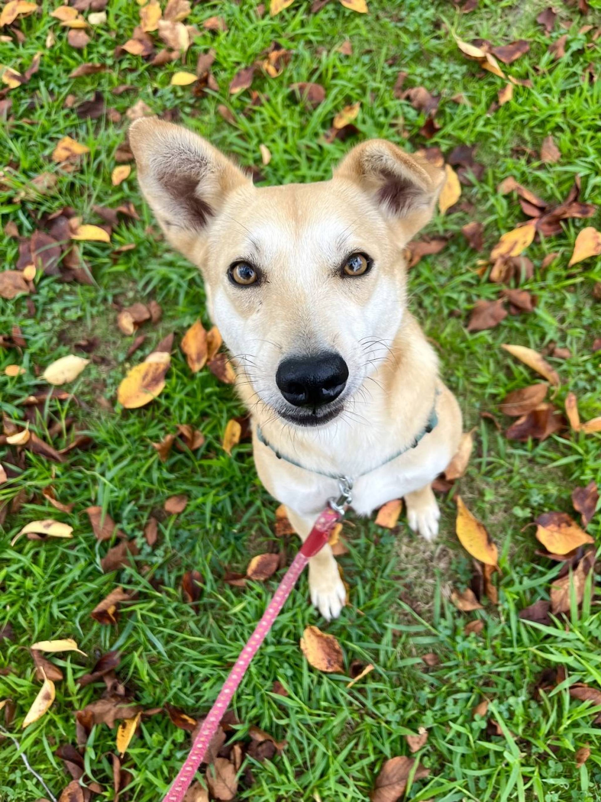 雑種（ミックス犬）・メスの里親募集の写真