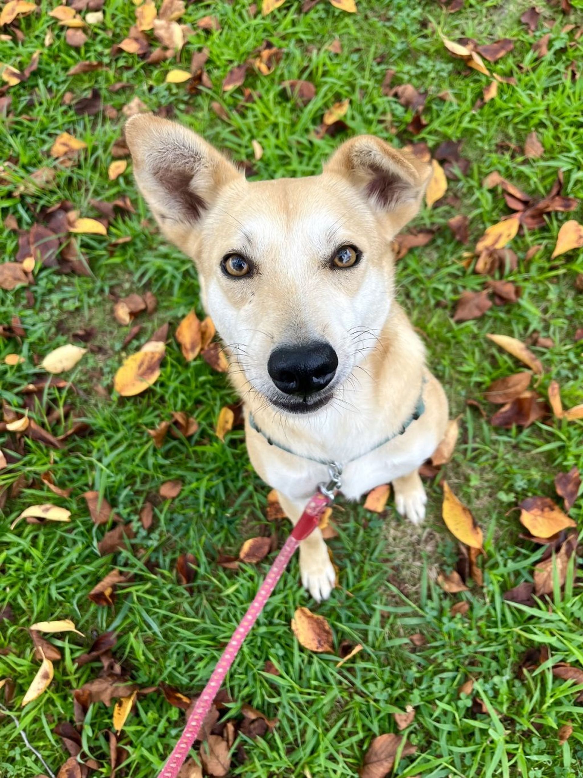 雑種（ミックス犬）・メスの里親募集の写真