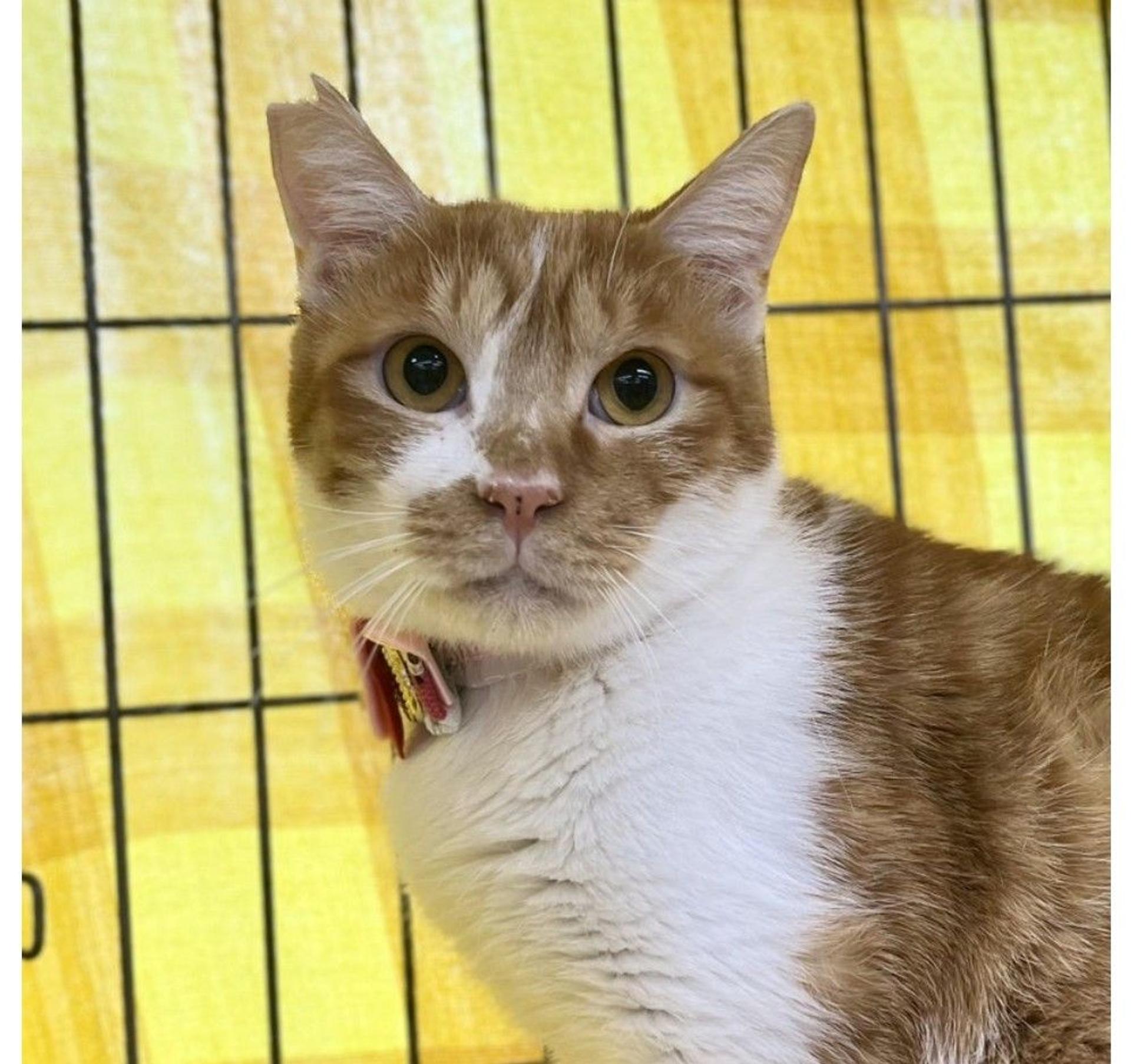 pet-image-2