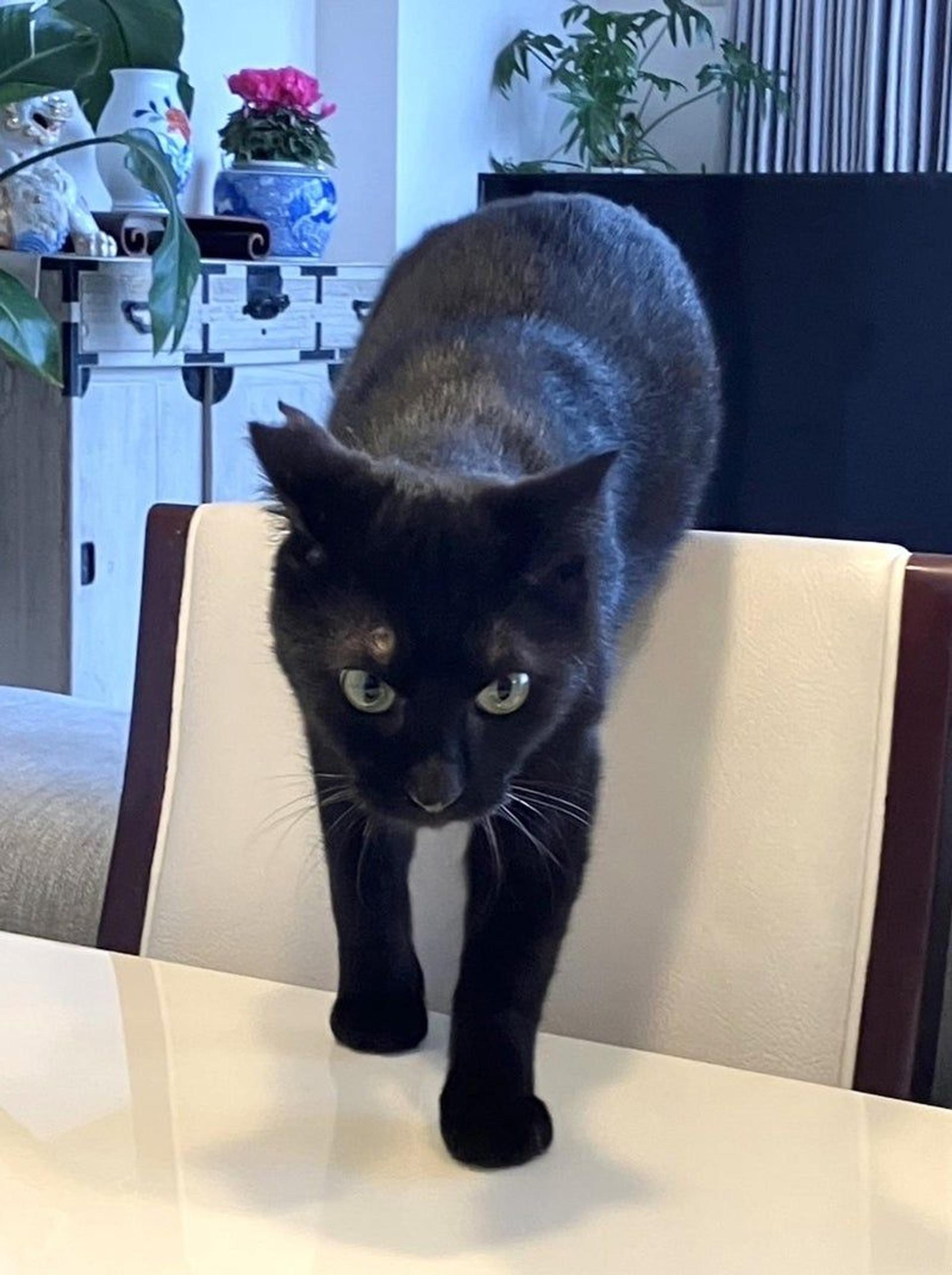 pet-image-2
