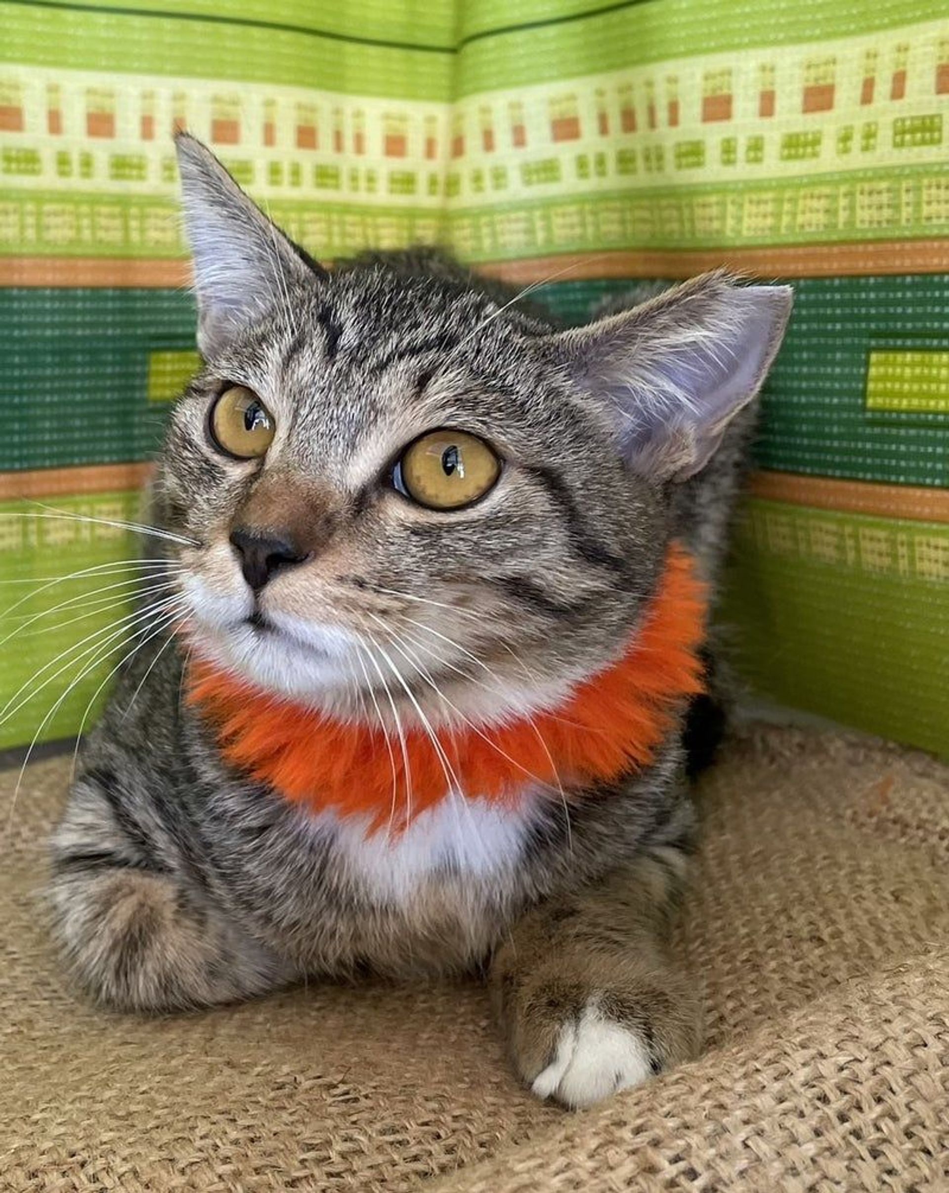 雑種（ミックス猫）・オスの里親募集の写真