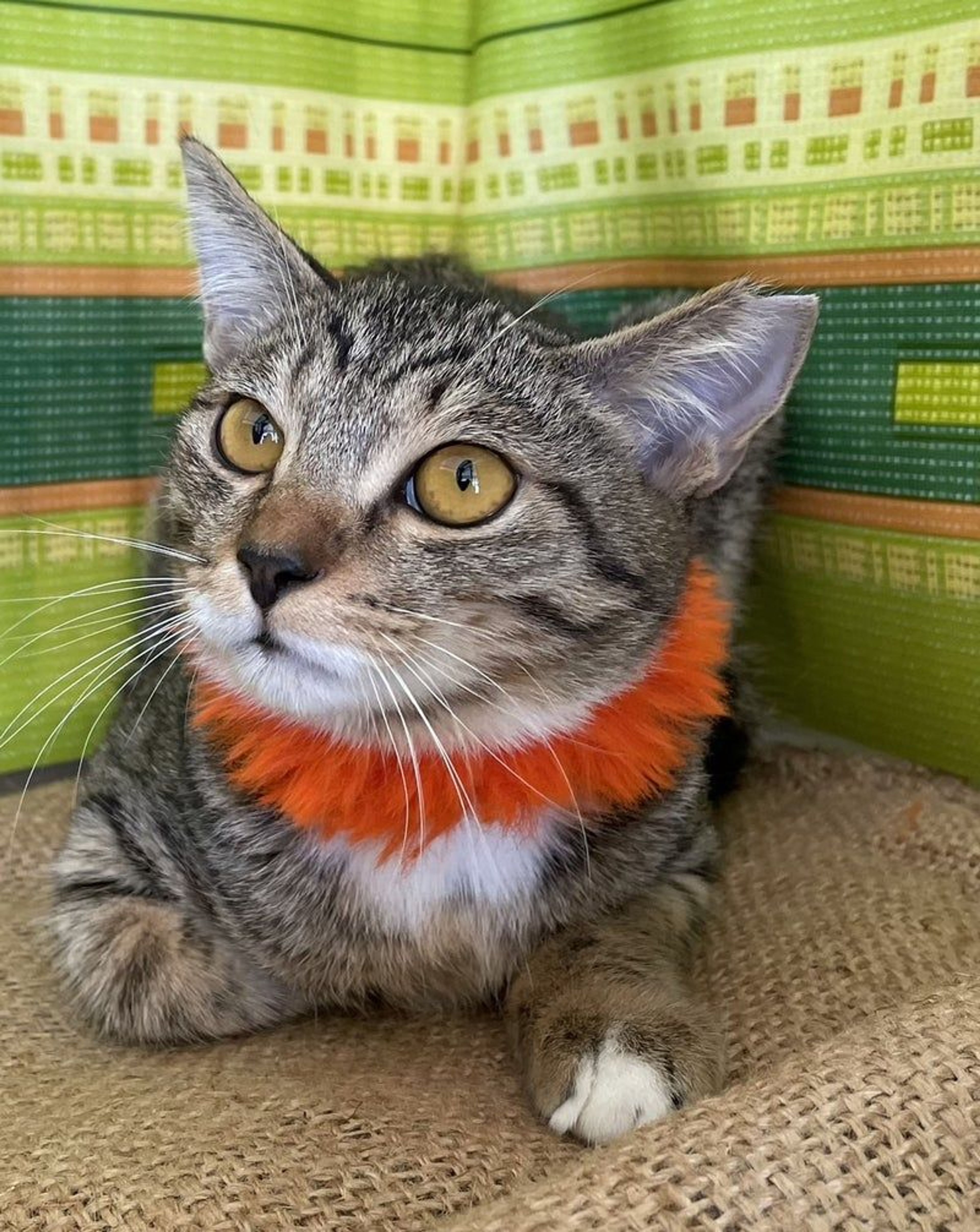 雑種（ミックス猫）・オスの里親募集の写真