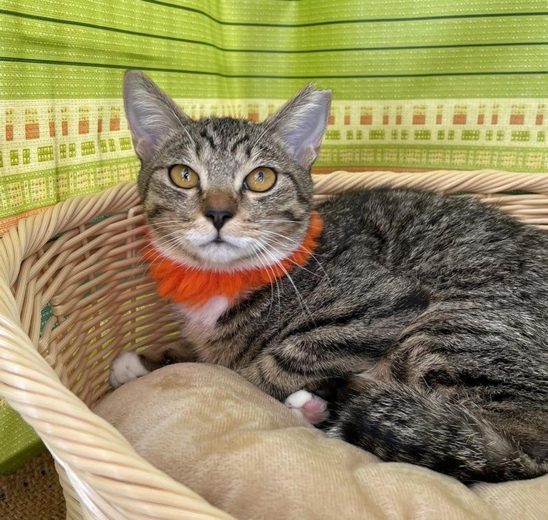 pet-image-3