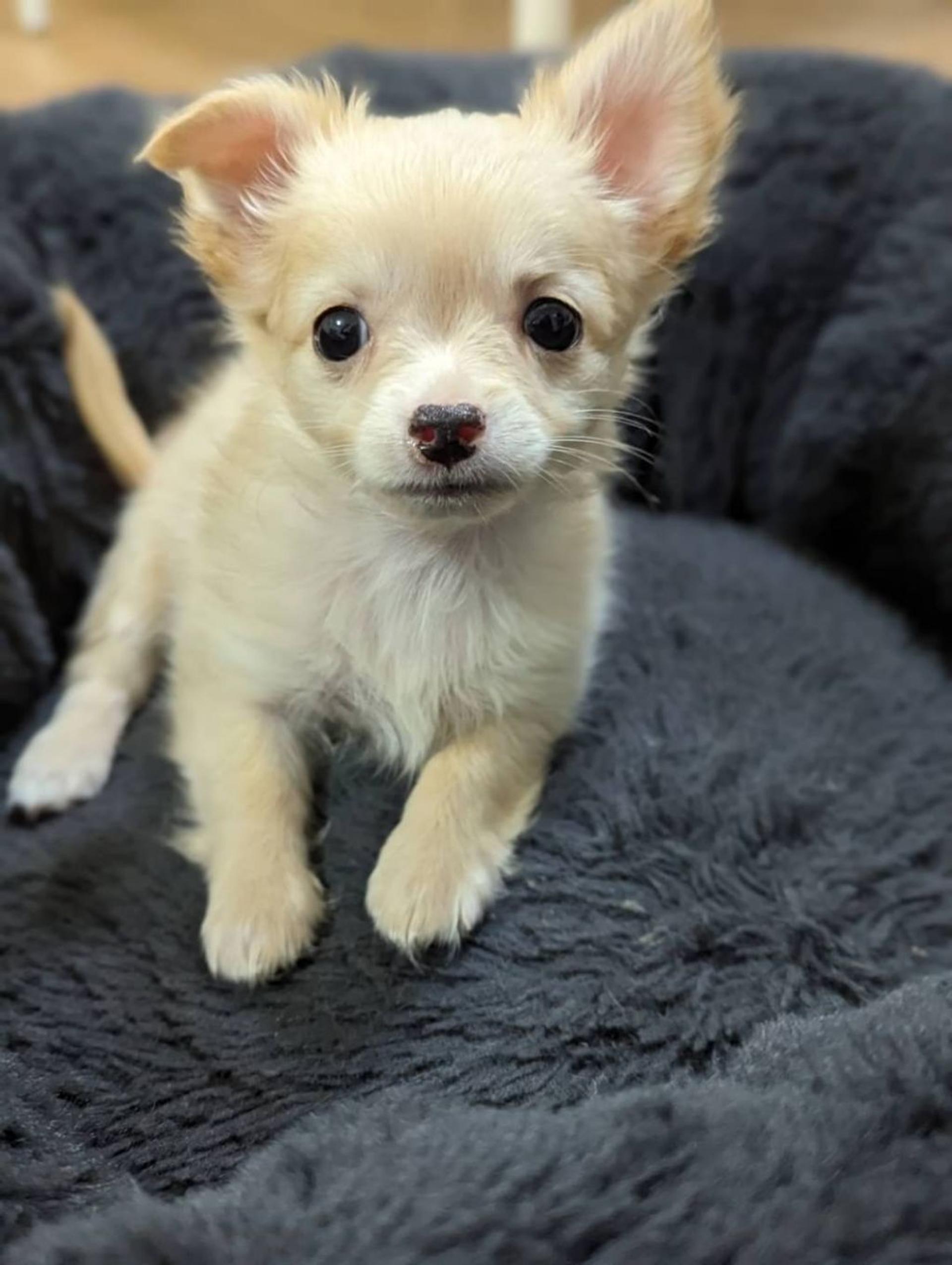 pet-image-2