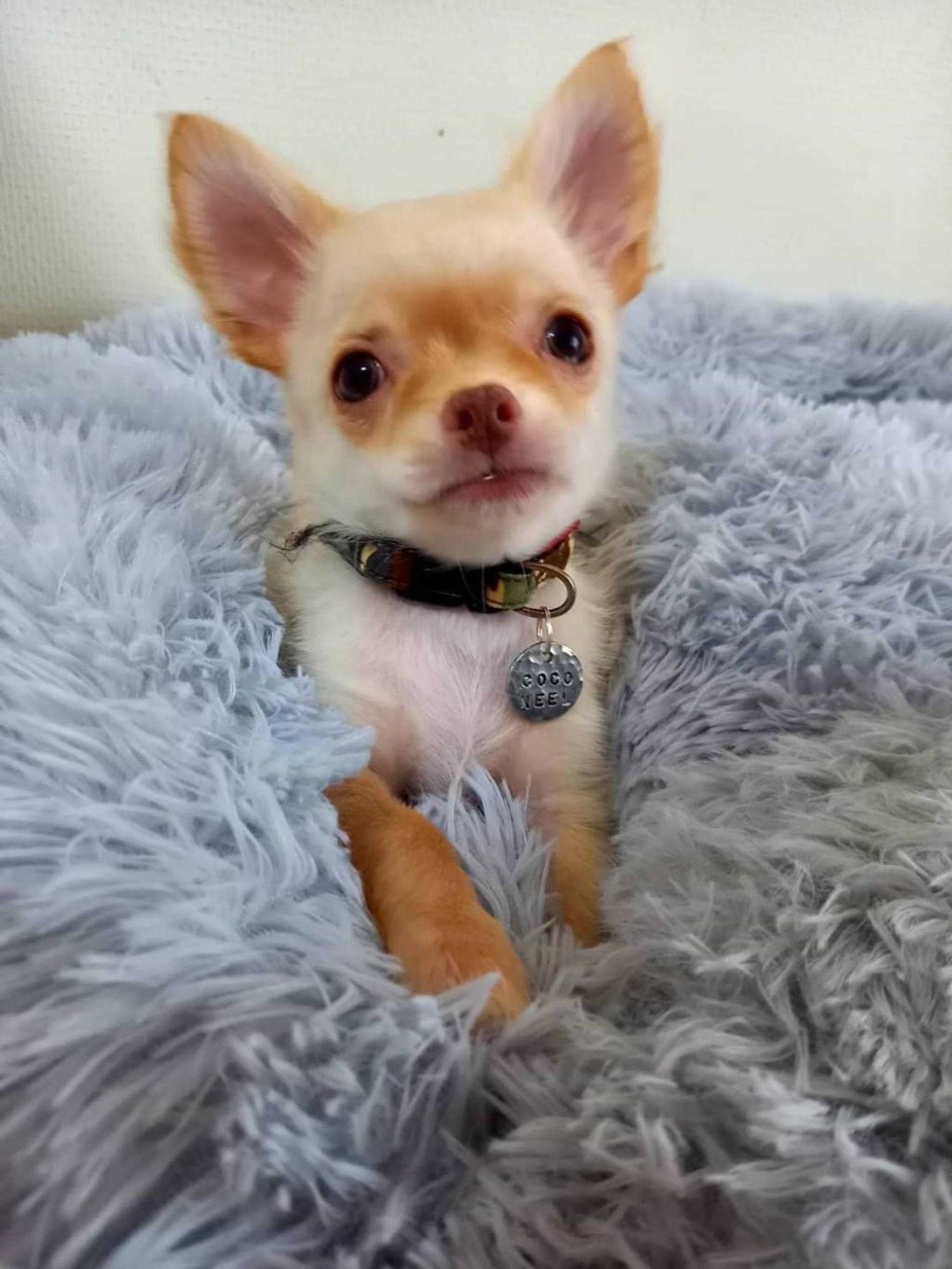 pet-image-2